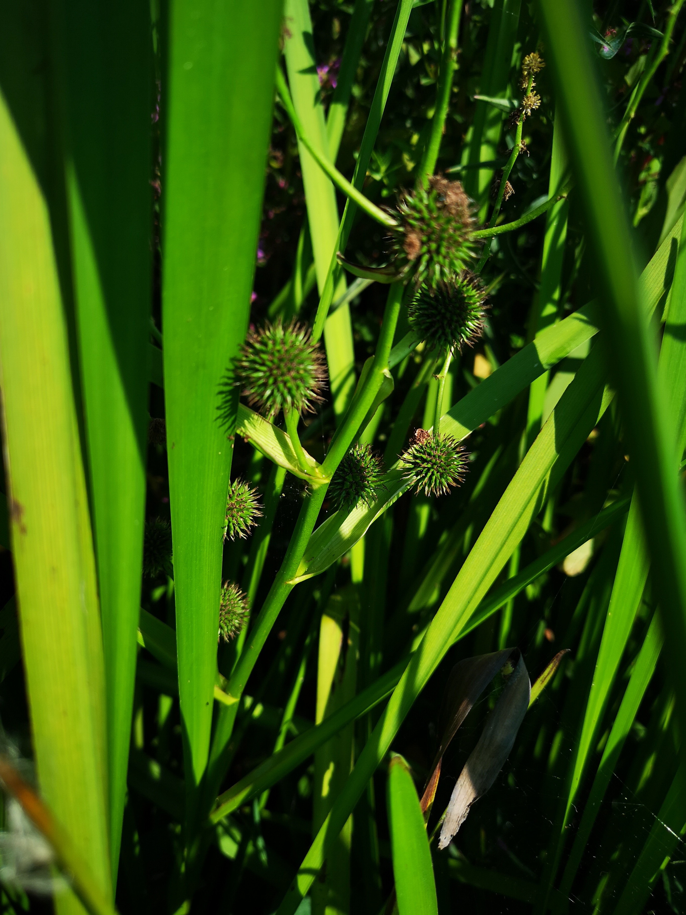 20072018224946 3837 art 1053 img 20180720 085932