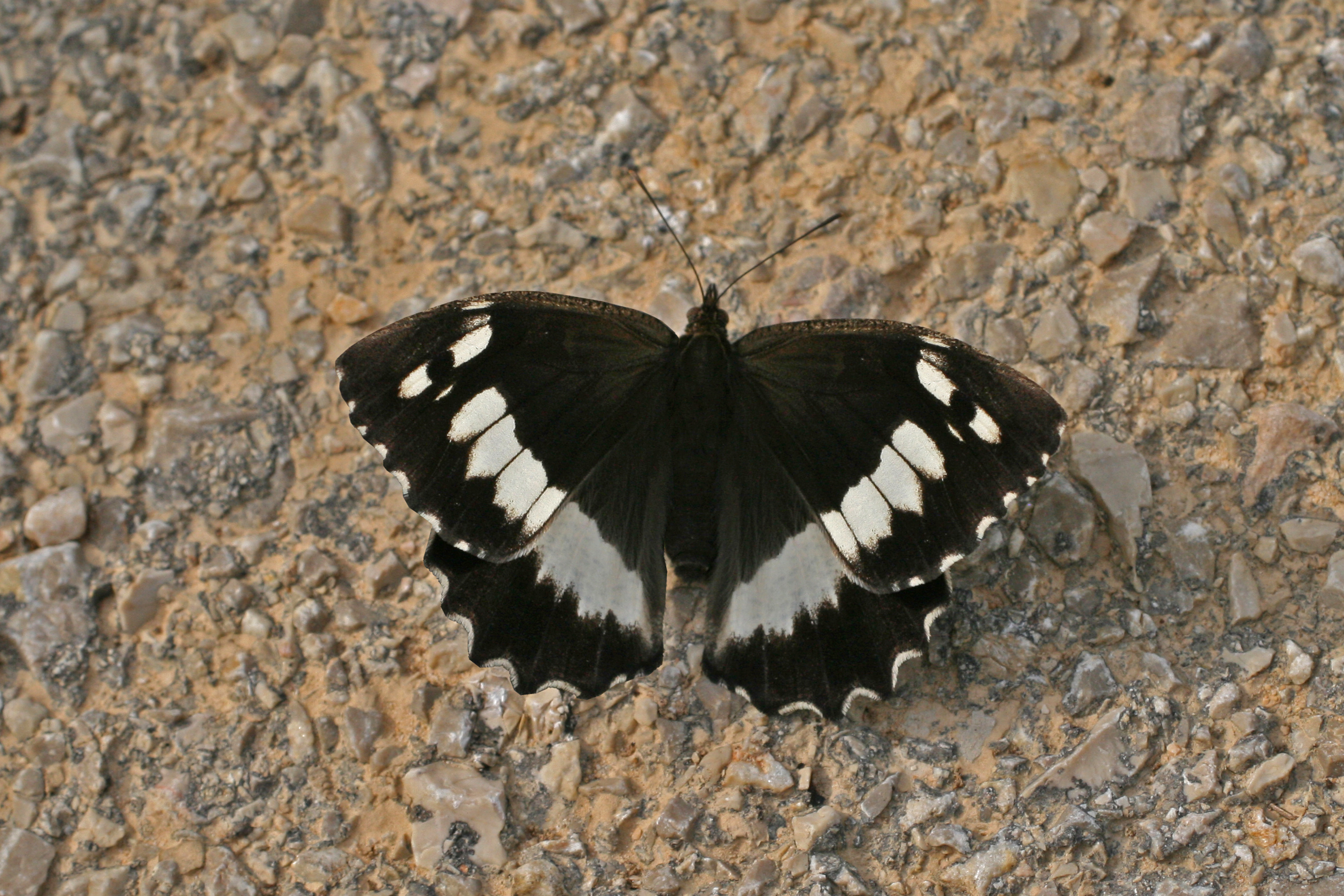 20082013123942 1503 art 1221 kanetisia circe ori