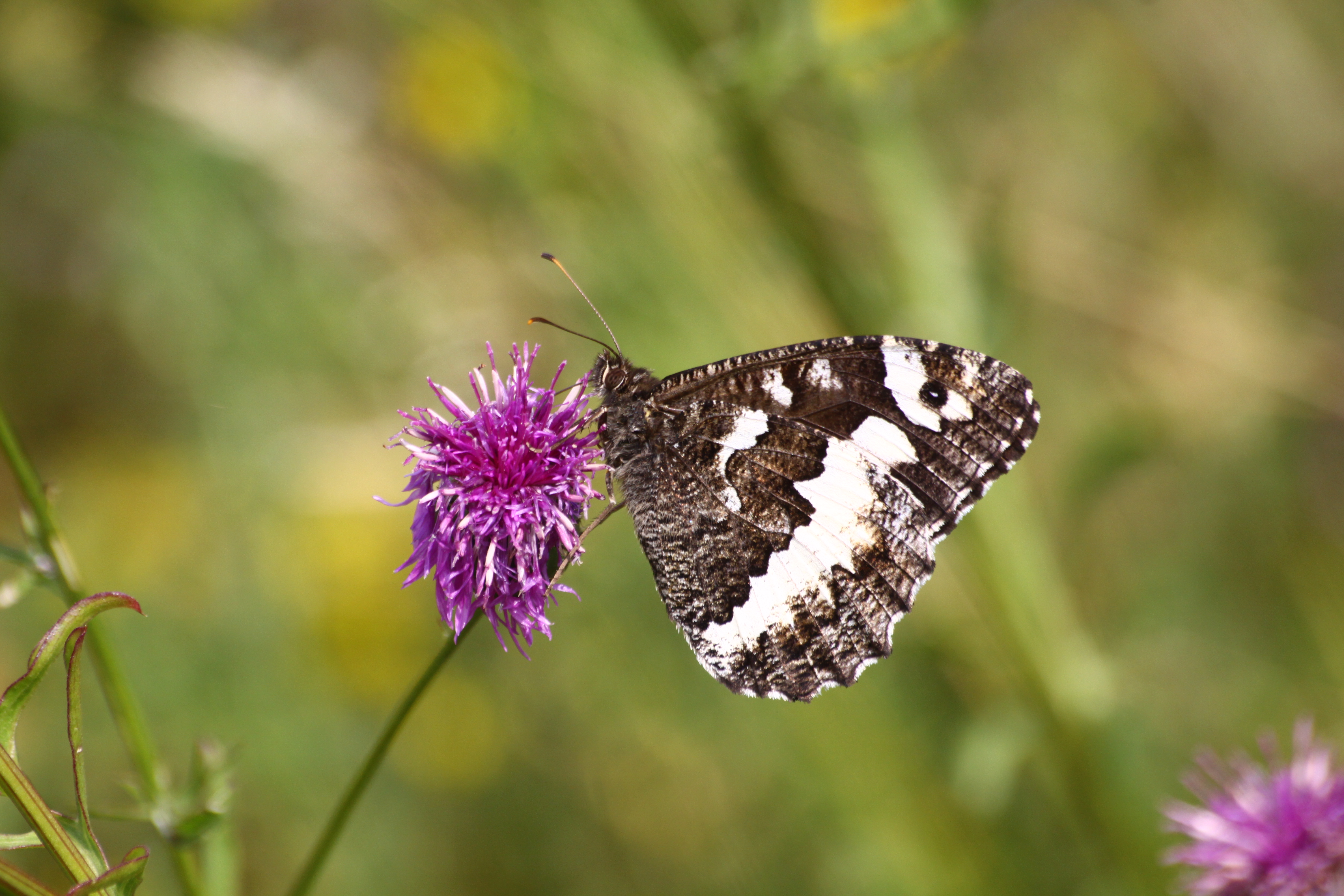 20082013124240 1504 art 1221 hornstein leithagebirge bei friedhof 609 65
