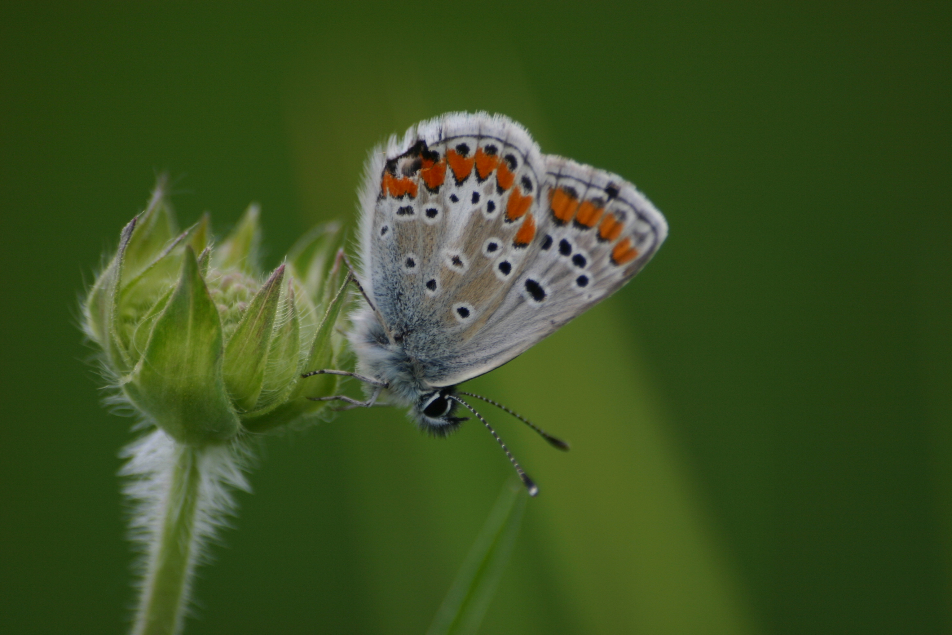 20082013125205 1505 art 1217 2779 aricia agestis weibl glbgkg img 7873 7