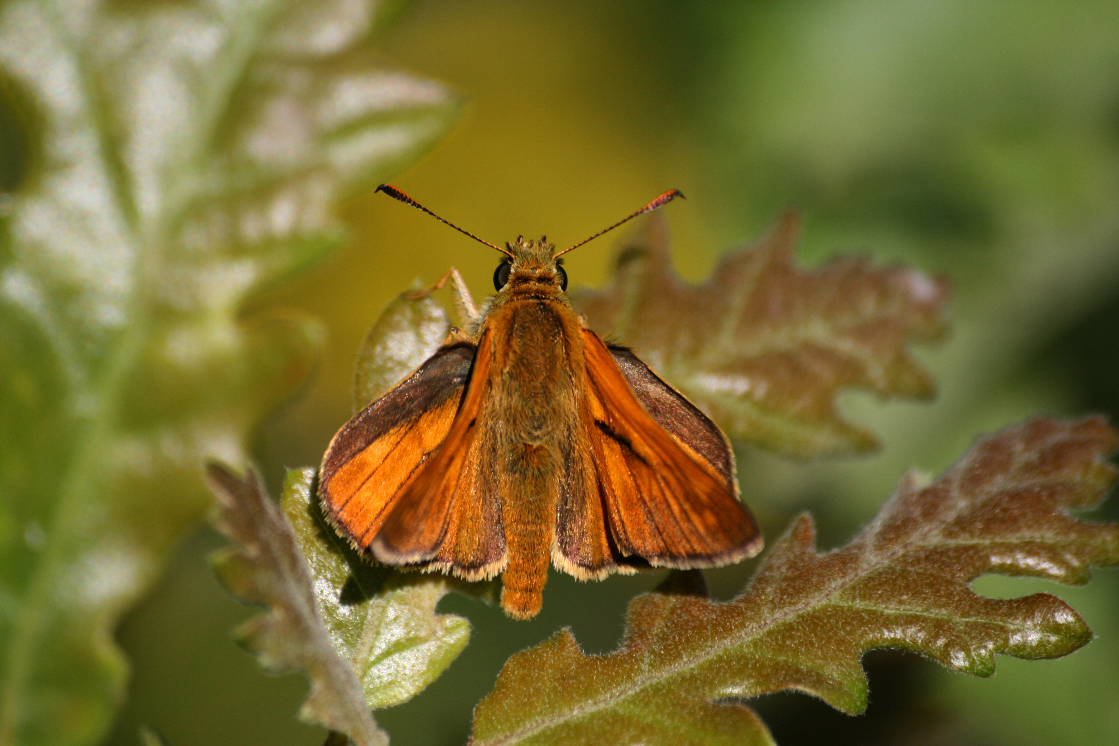 20082013125557 1506 art 1220 ochlodes venatus odorogd balaton oberland ungarn 35