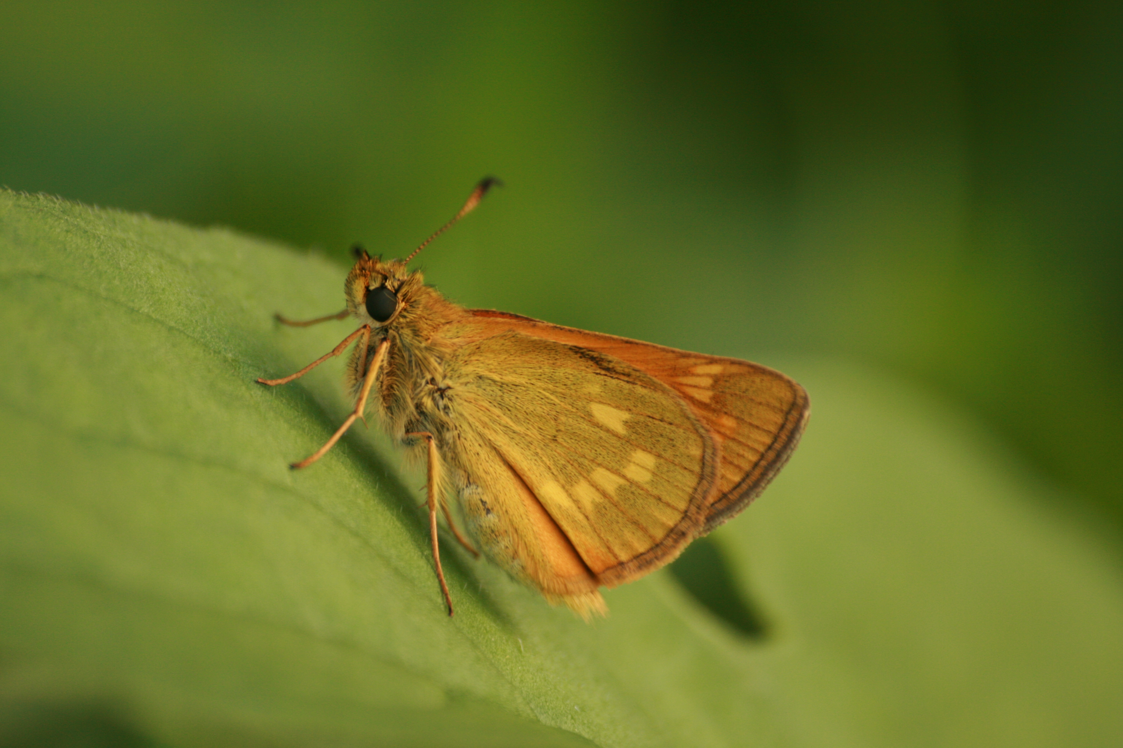 20082013125823 1507 art 1220 ochlodes venatus lafnitzwiesen st johann i h 03 71