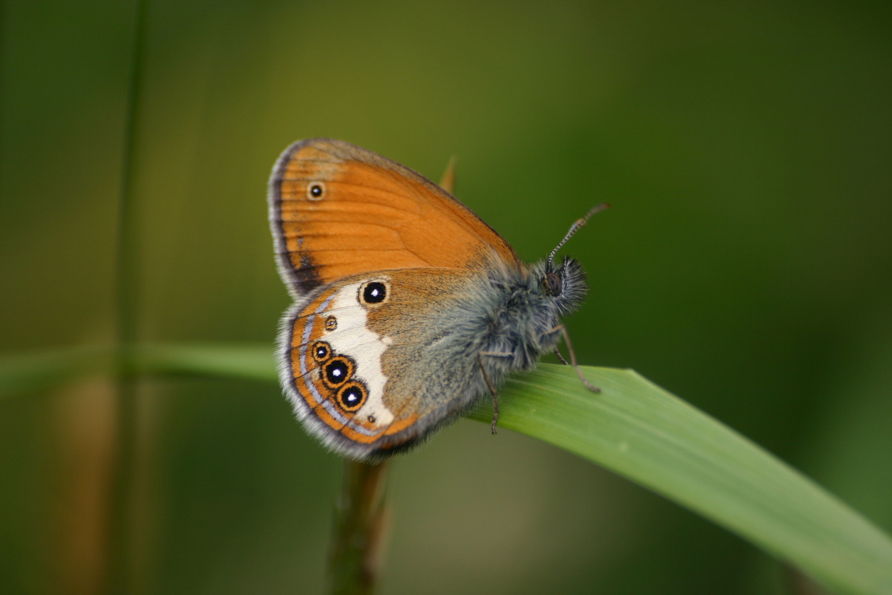 20082013131644 1508 art 1219 coenonympha arcania bschaidkg img 1456 18