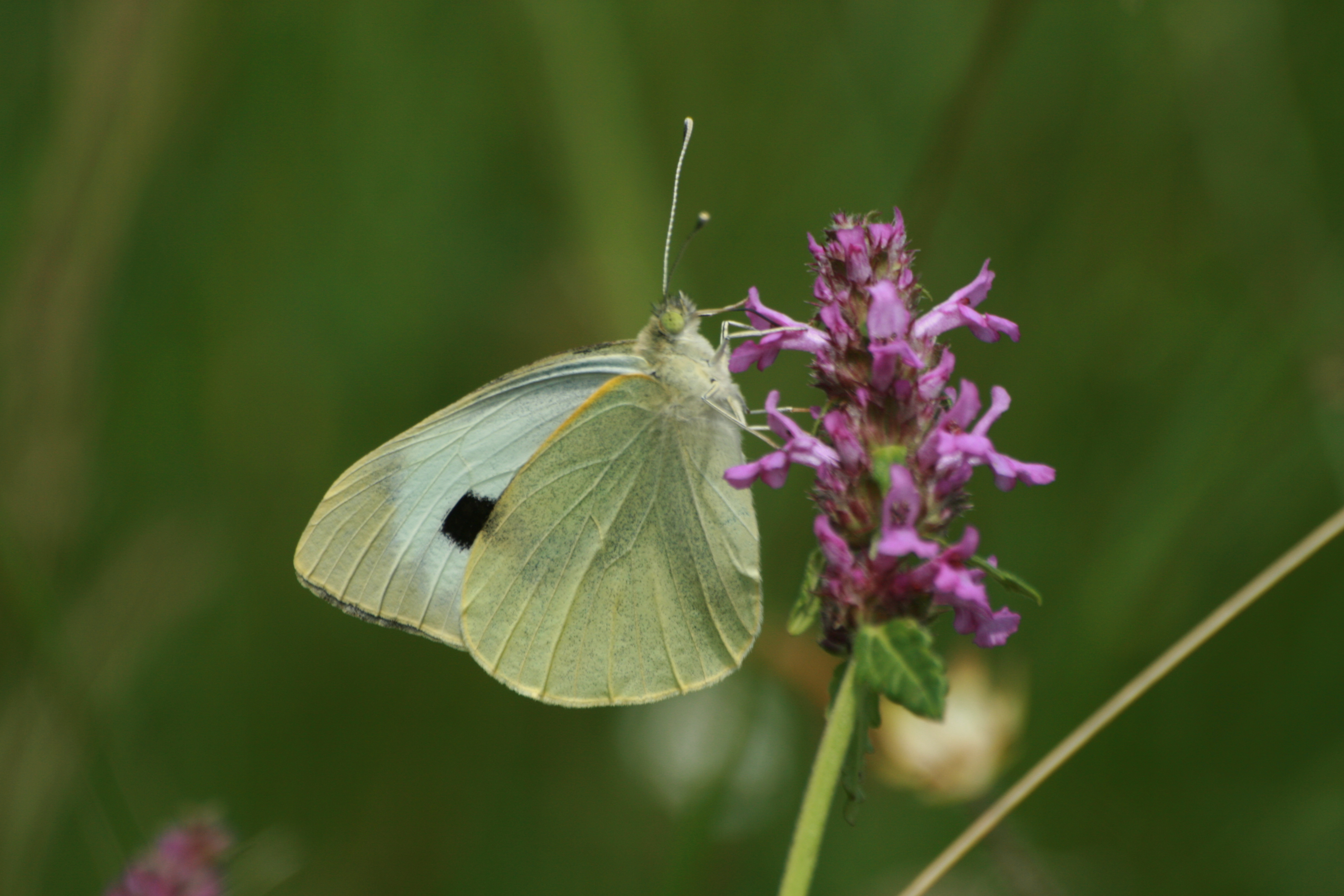 20082013131852 1509 art 1218 pieris brassicae worth a lafnitz bild 001 10