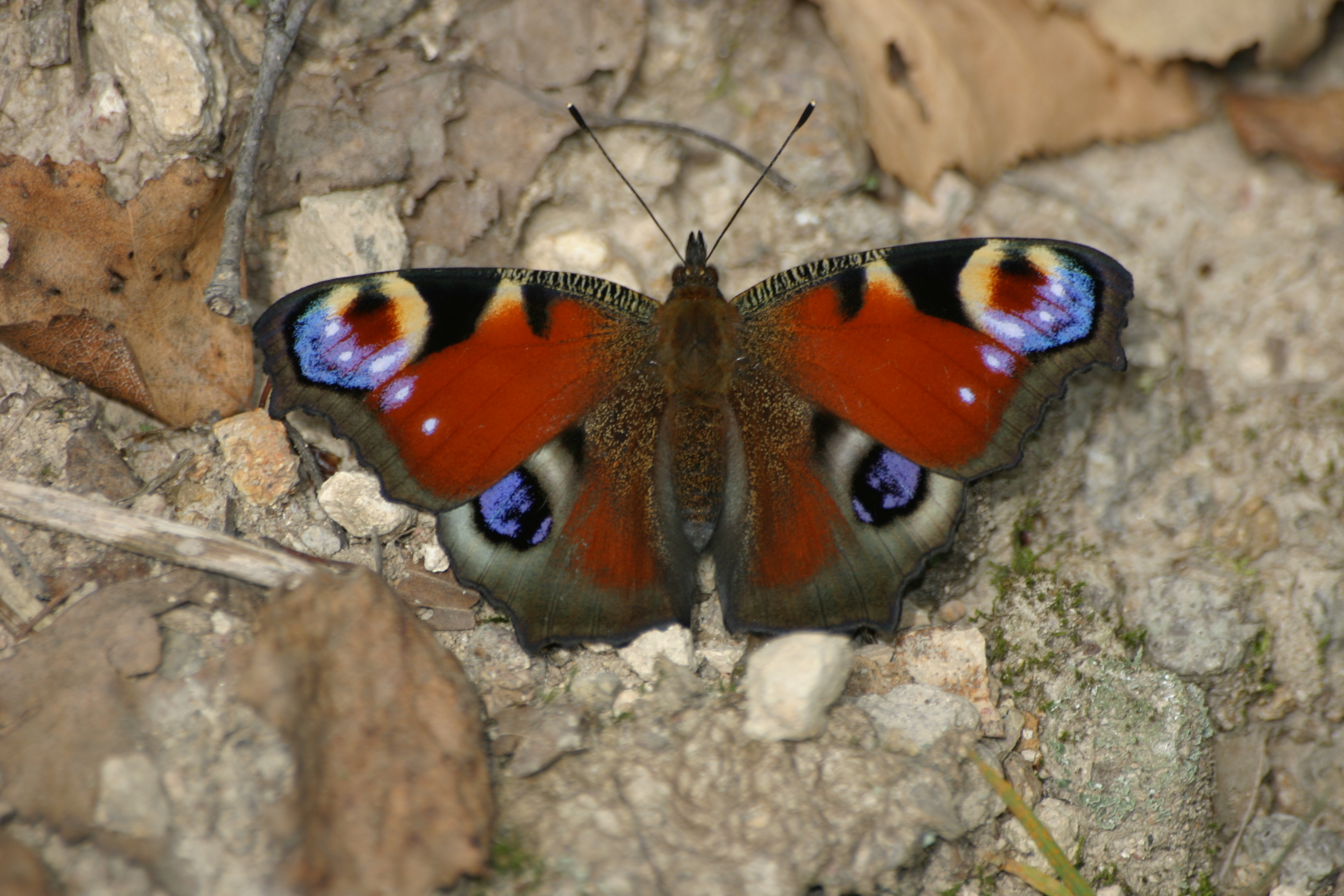 20082013132158 1510 art 1207 2648 inachis io glbgkg img 4638 5