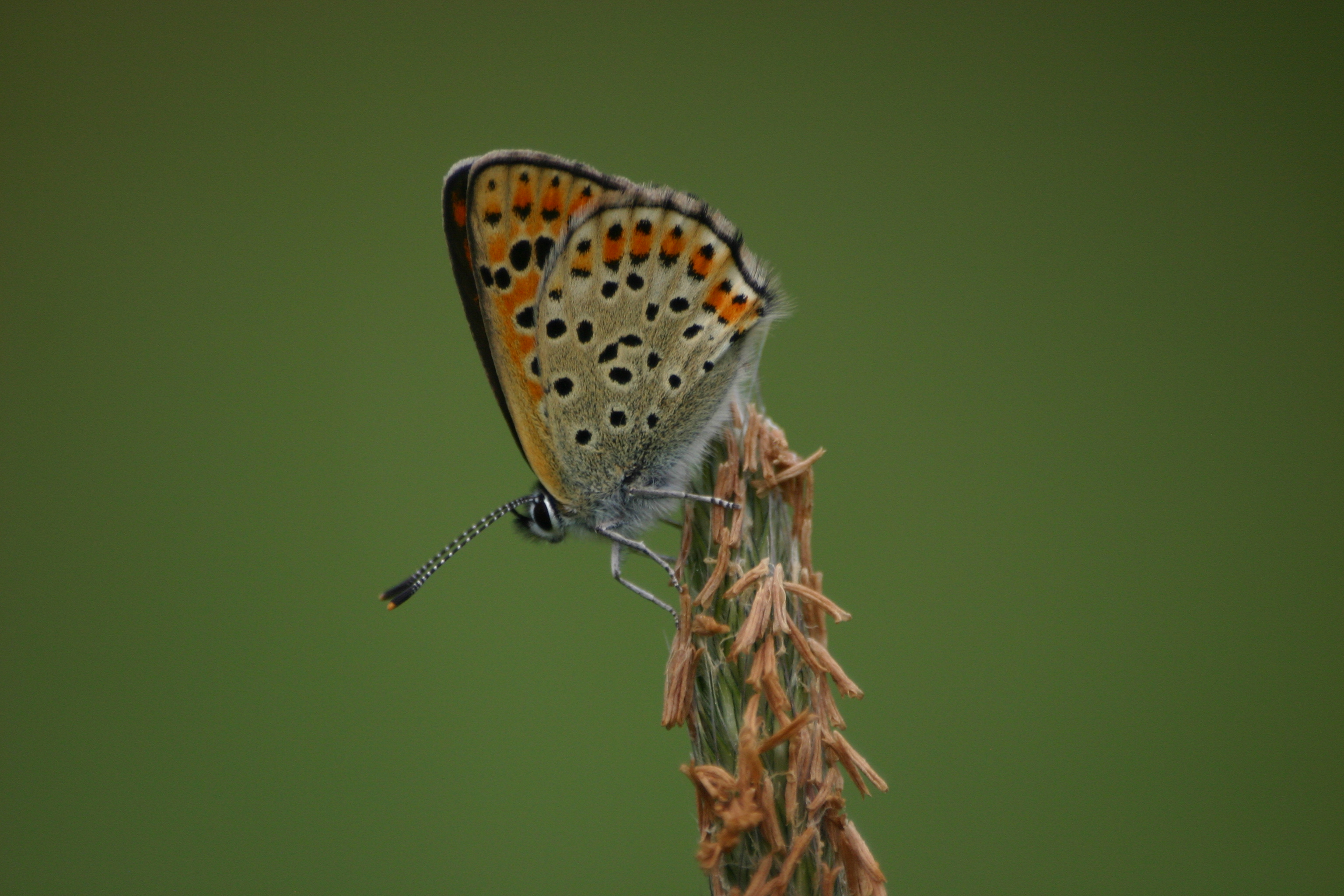 20082013132417 1511 art 1216 2755 lycaena tityrus weibl glbgkg img 7922 16
