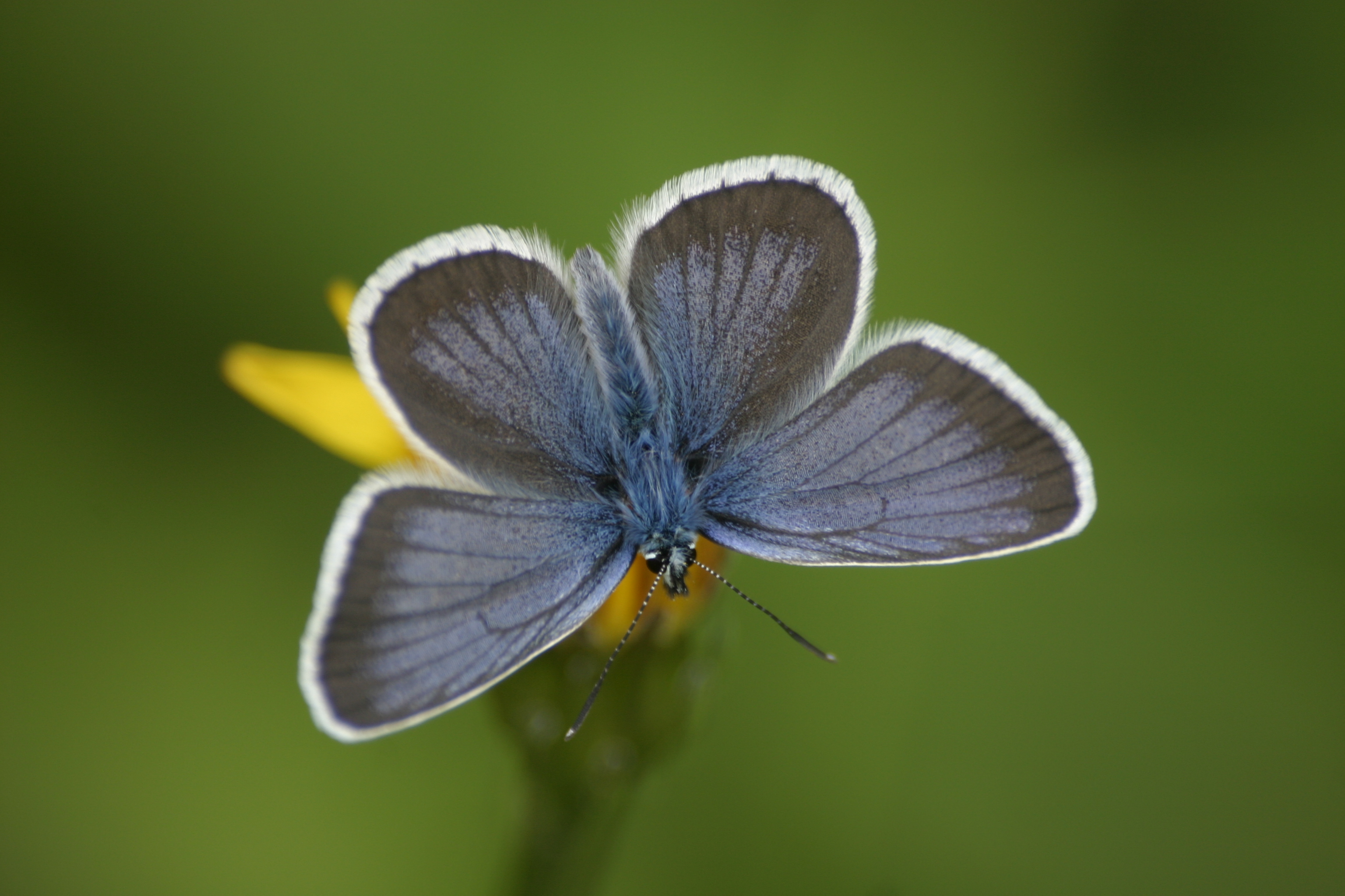 20082013132631 1512 art 1215 plebejus cf argus krumegg img 0994 6