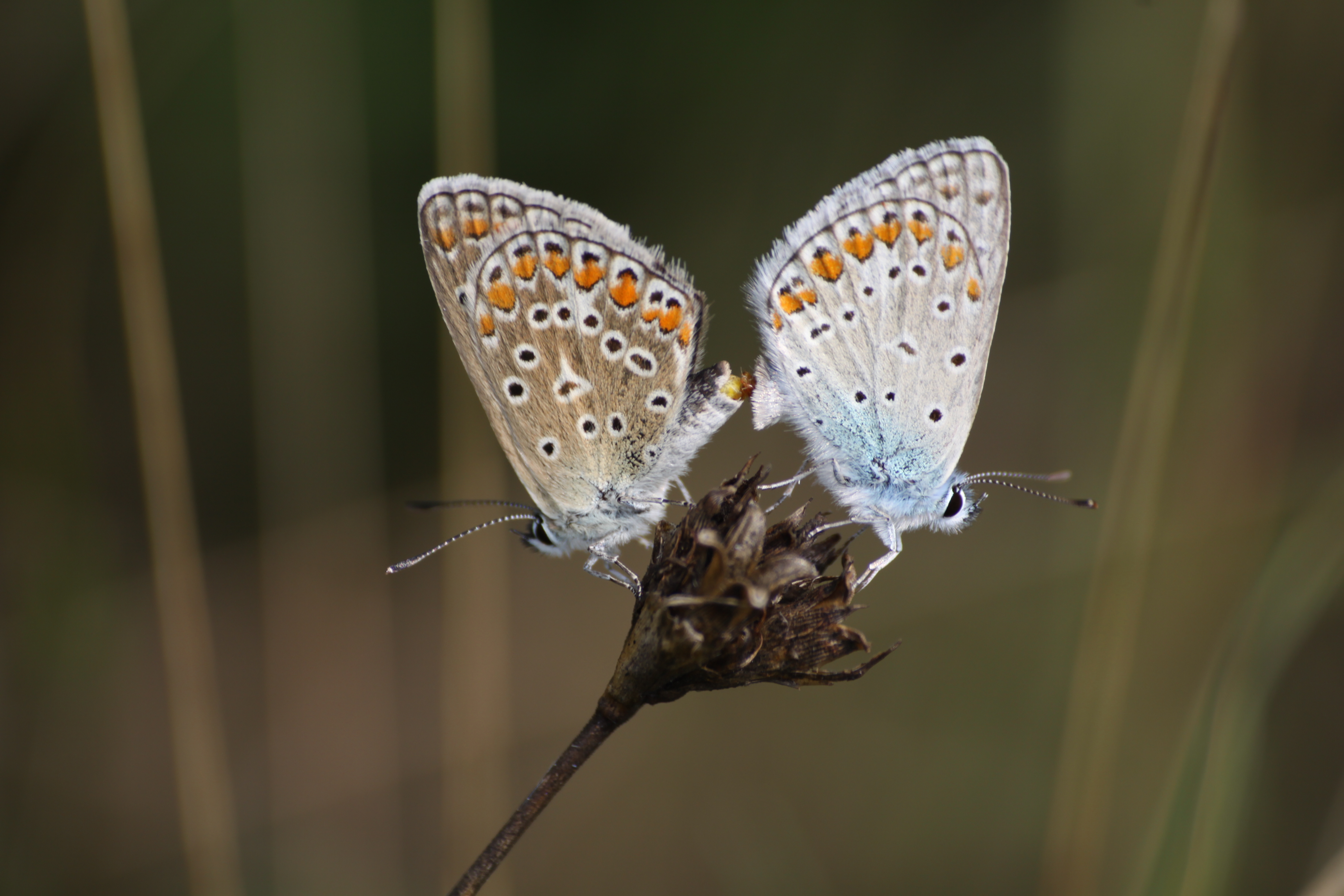20082013132956 1513 art 1214 polyommatus icarus coltesti munti apuseni rumanien 1 8