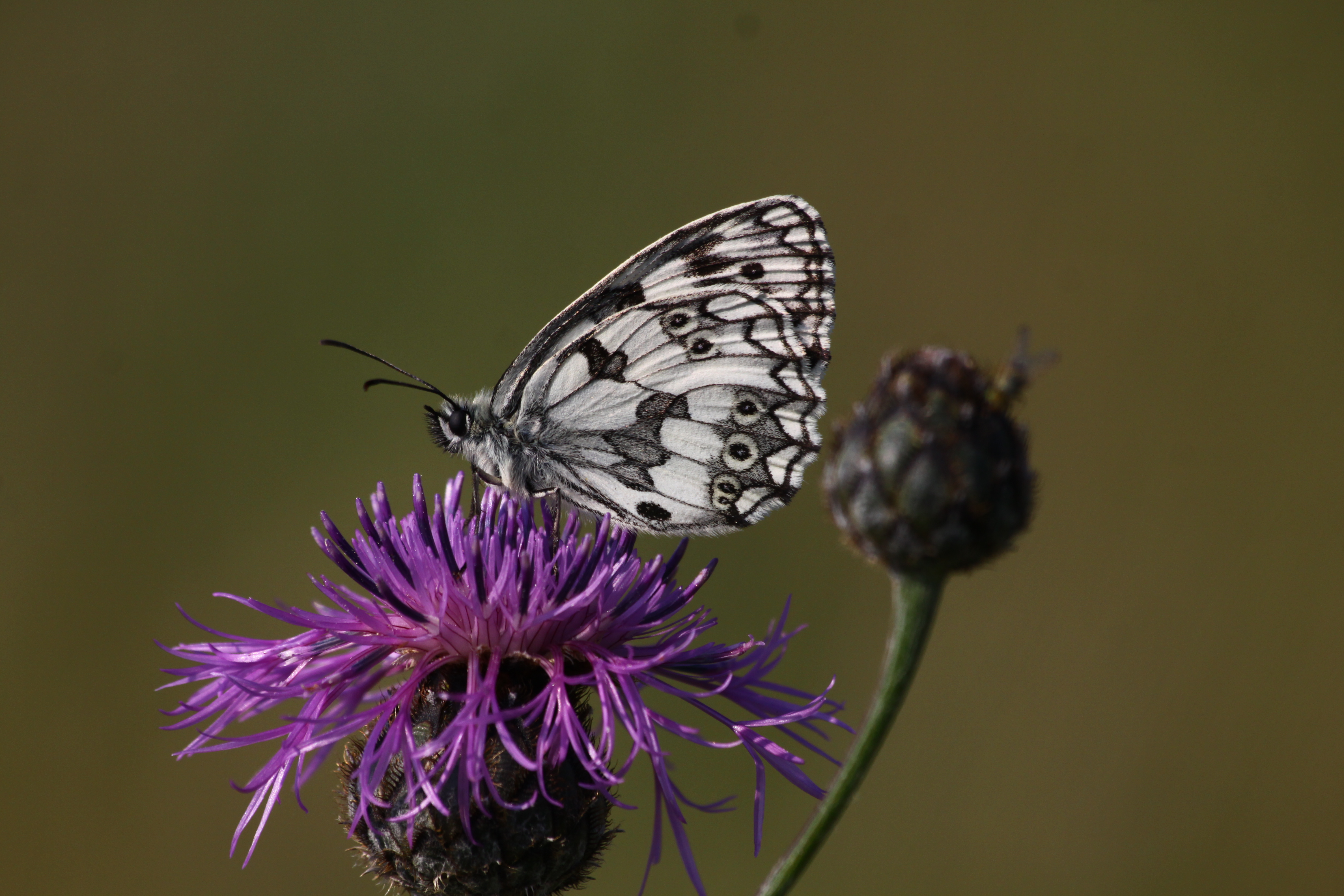 20082013133656 1514 art 1213 melanargia galathea auf centaurea scabiosa ketfolgy ost Orseg ungarn 5159 11