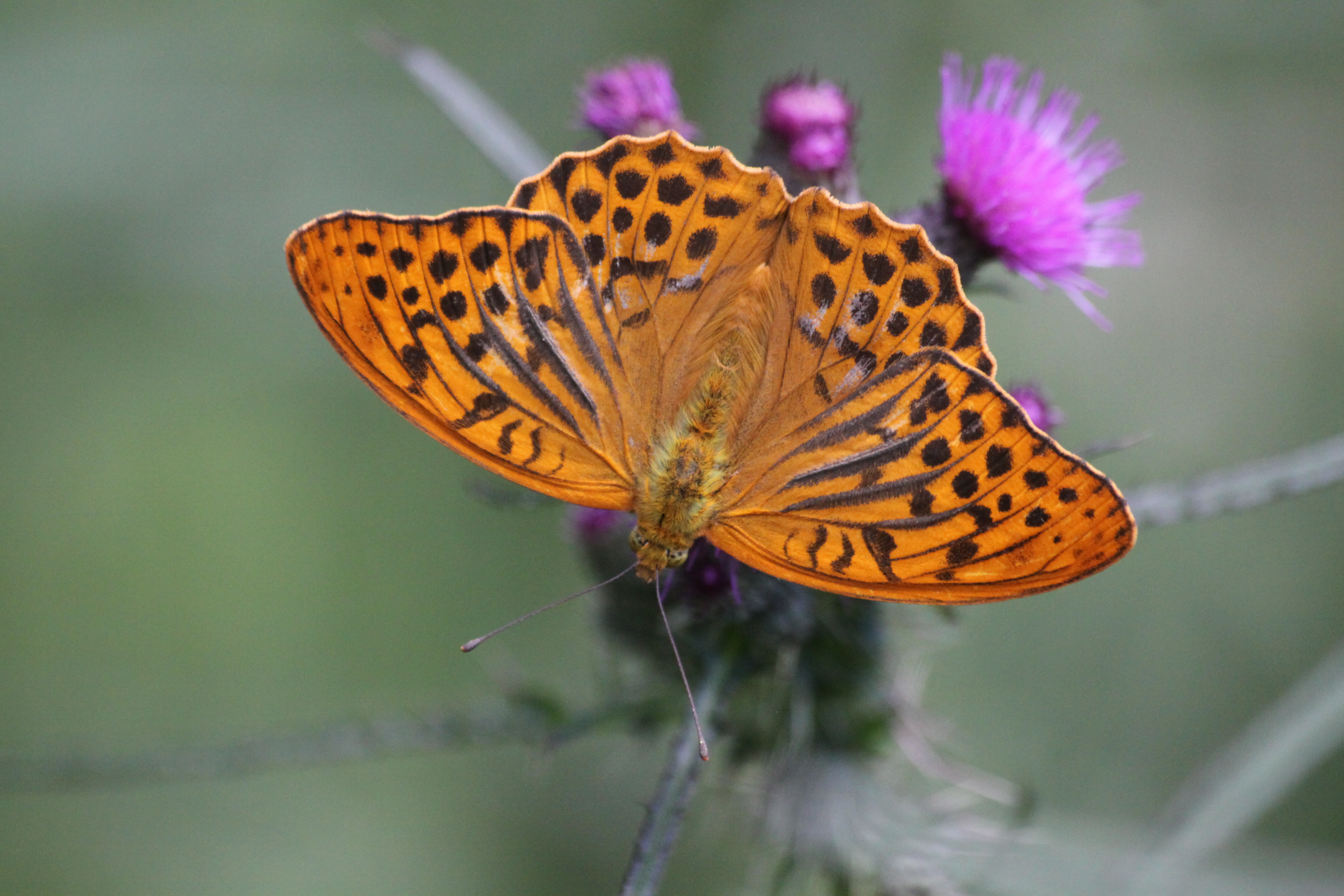 20082013134052 1515 art 1212 argynnis paphia oberes kronegg st lorenzen a w 65 30