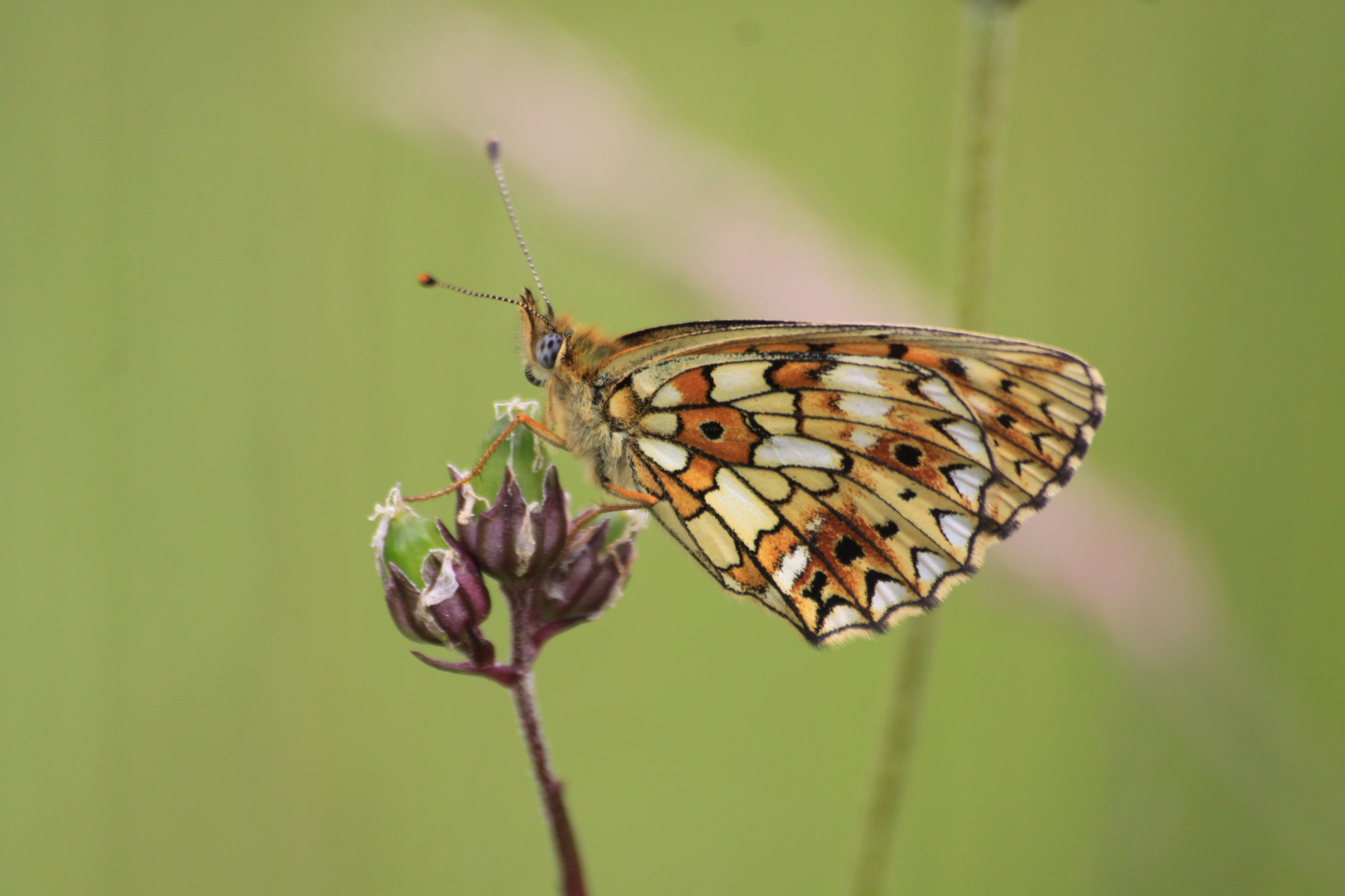 20082013134601 1516 art 1211 boloria selene orfalu Orseg ungarn 340 340