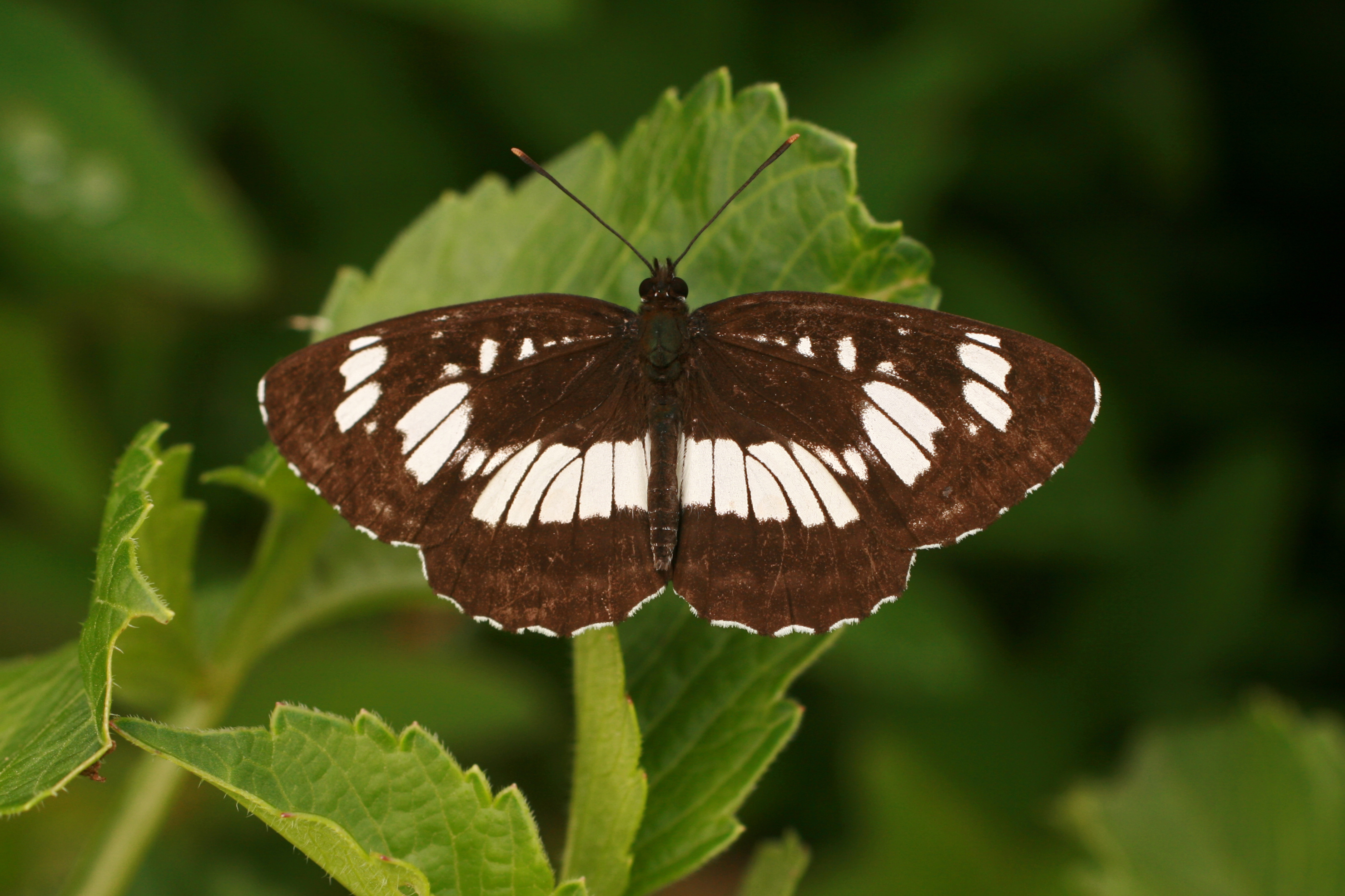 20082013135242 1517 art 1210 neptis2 rivularis burgfried 88 14