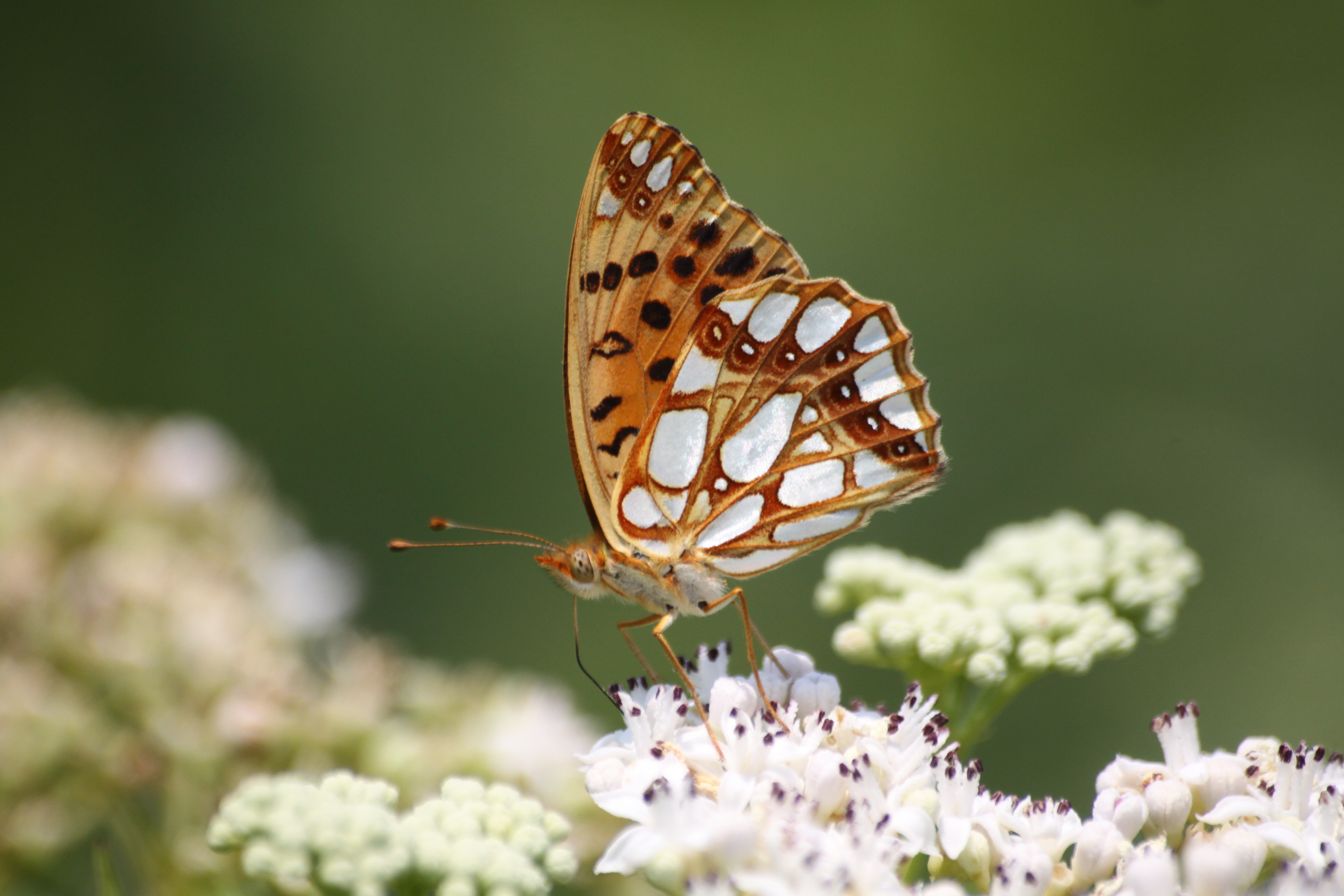 20082013135514 1518 art 1209 issoria lathonia janoshegy Orseg ungarn 43 69