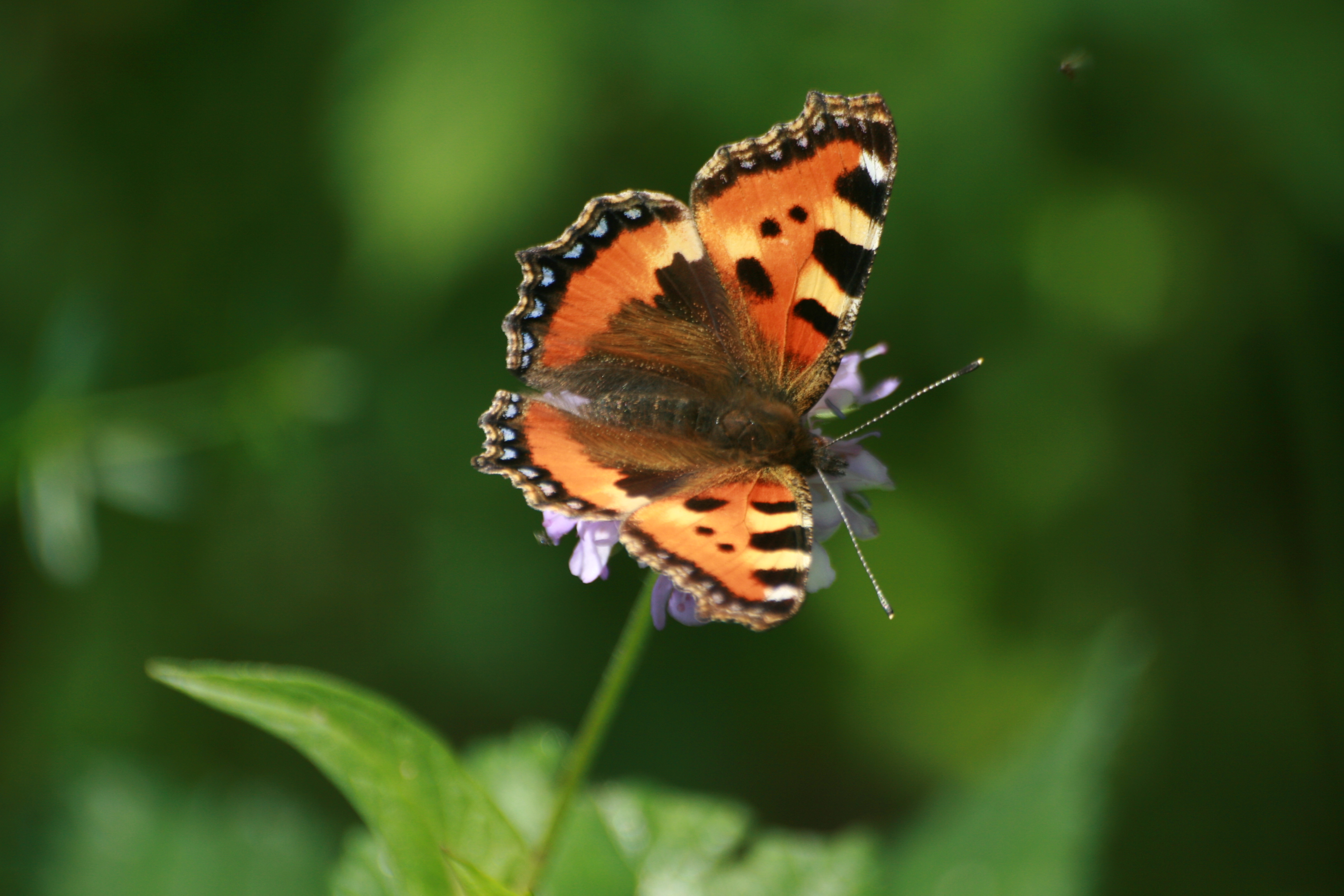 20082013135705 1519 art 1208 aglais urticae miesenbach 0 082 2