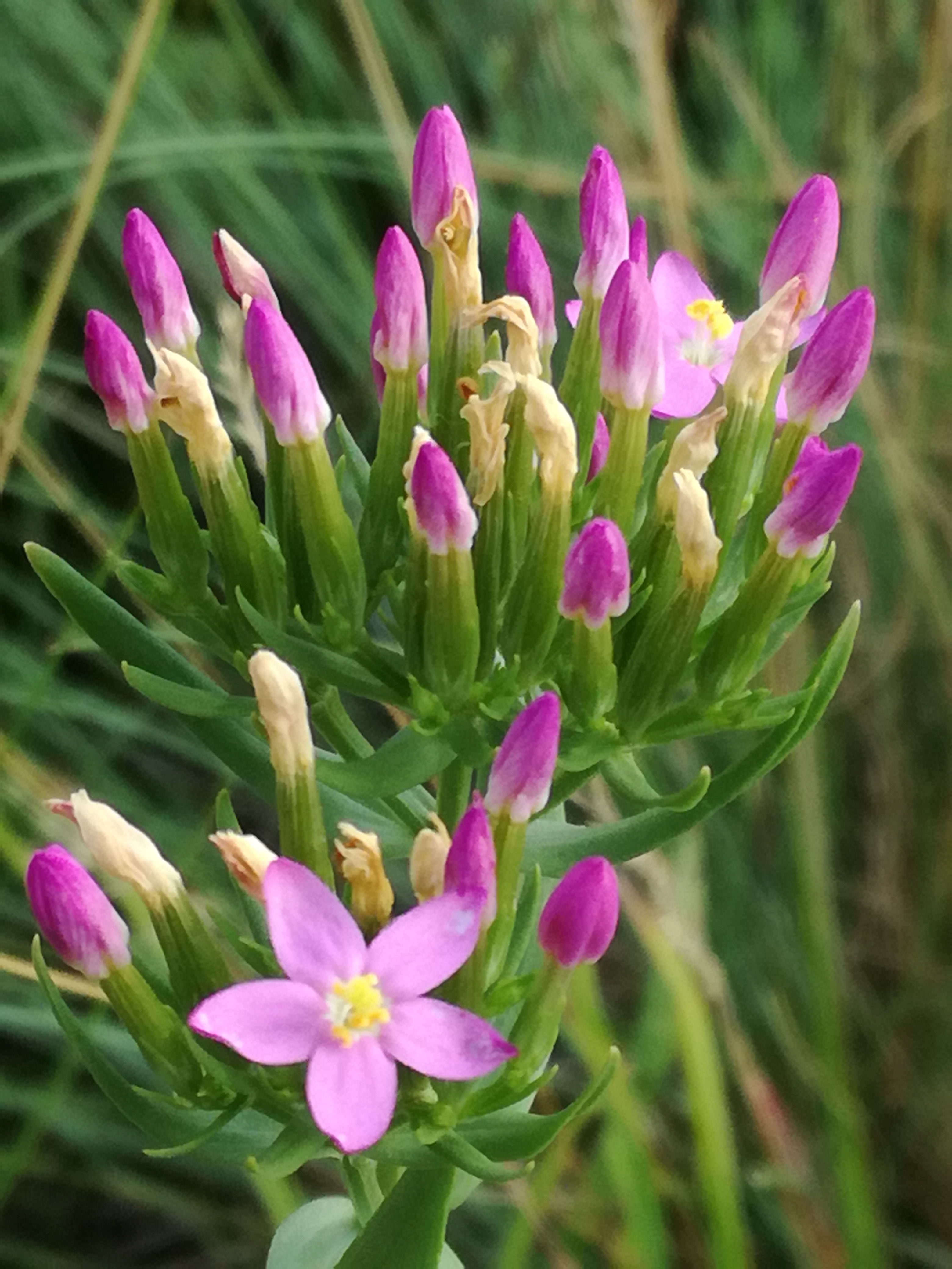 20082017184333 3009 art 1765 img 20170704 170503