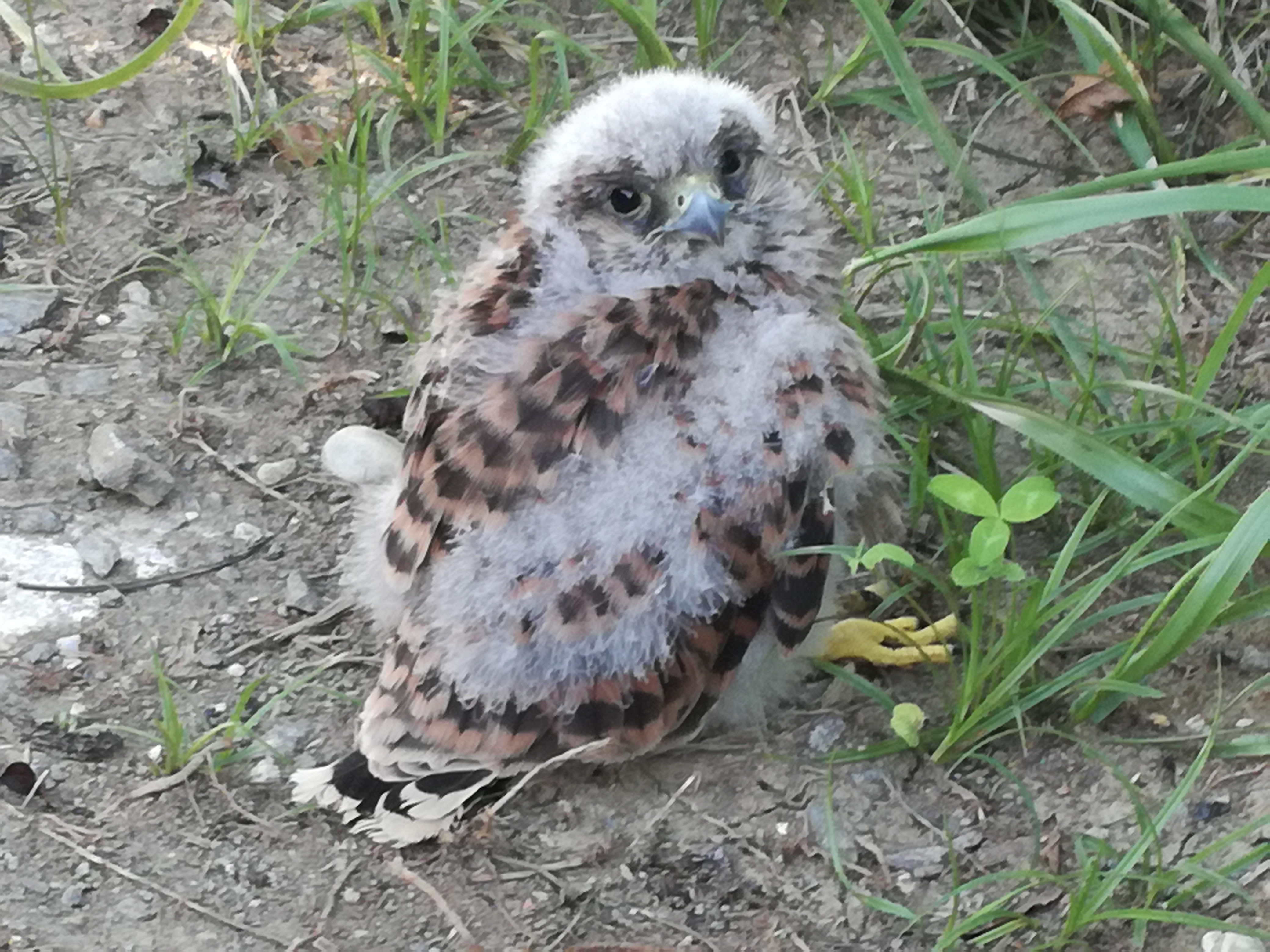 20082017184642 3010 art 853 img 20170705 172618