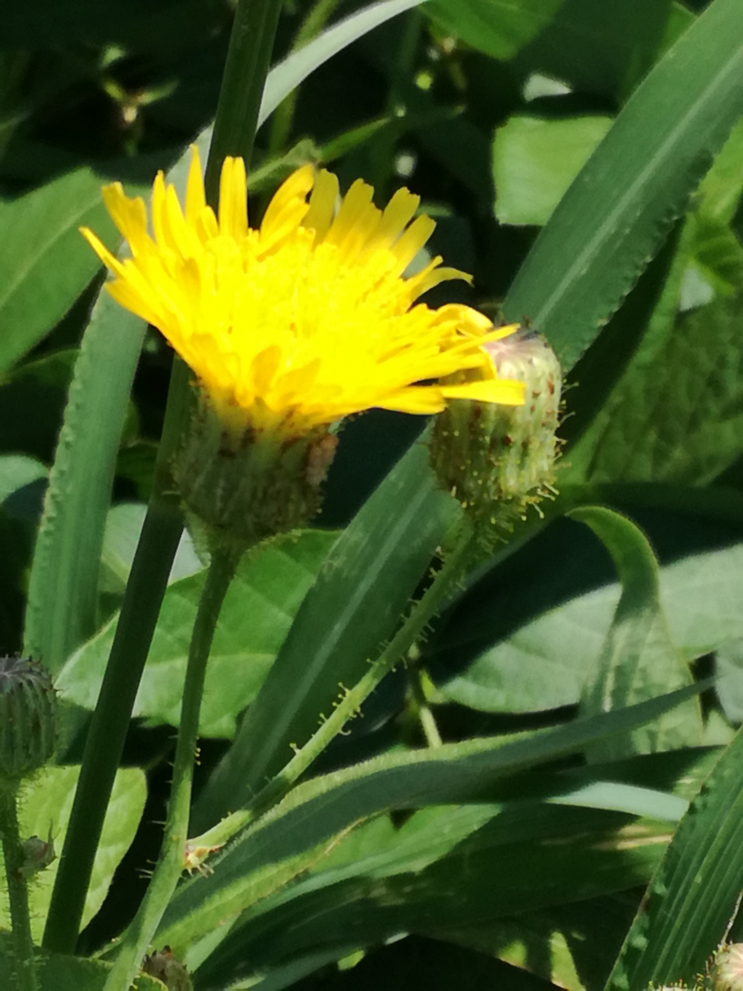 20082017185029 3011 art 1531 img 20170716 121653 1