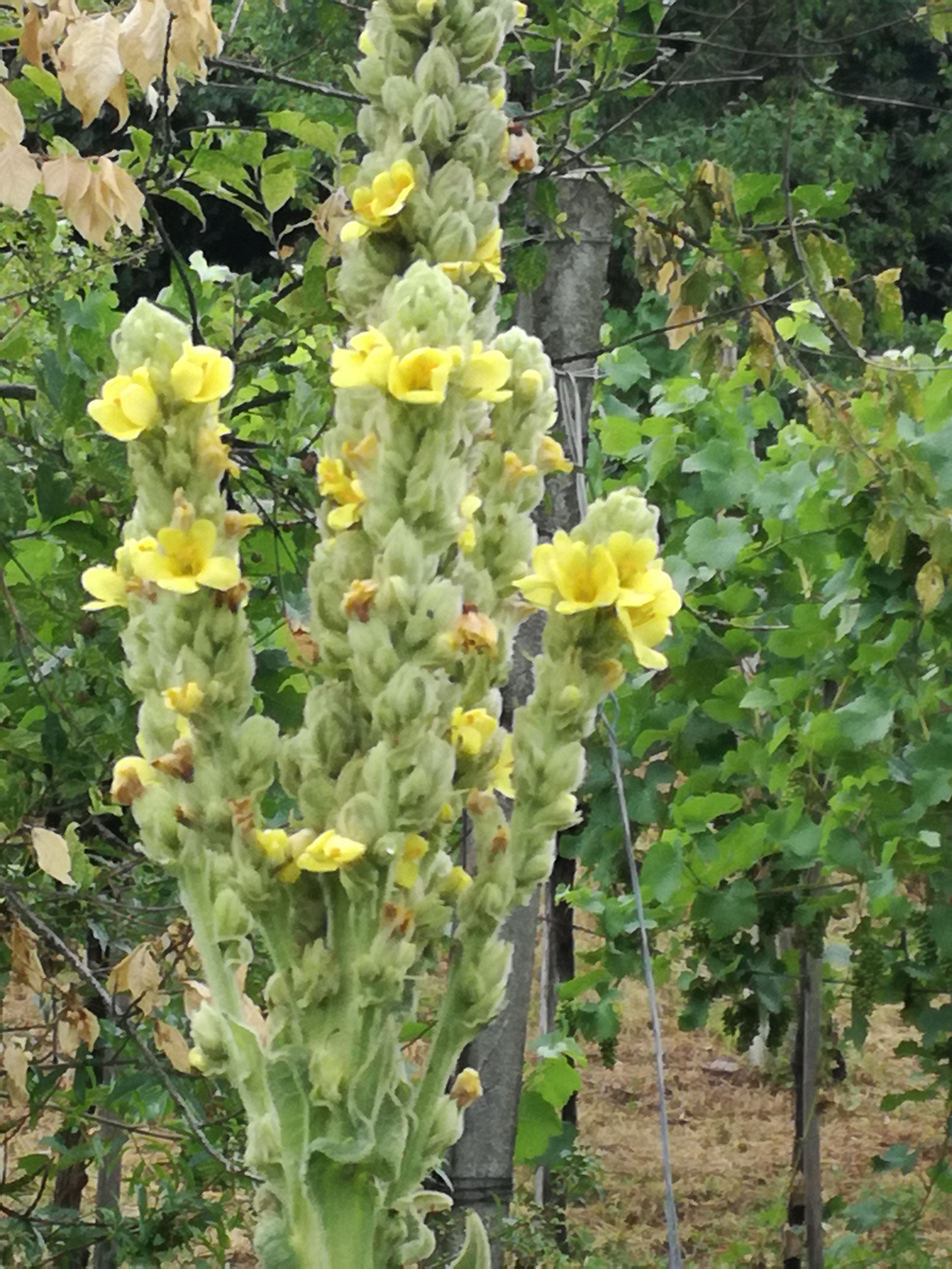 20082017194027 3014 art 1825 img 20170724 152119