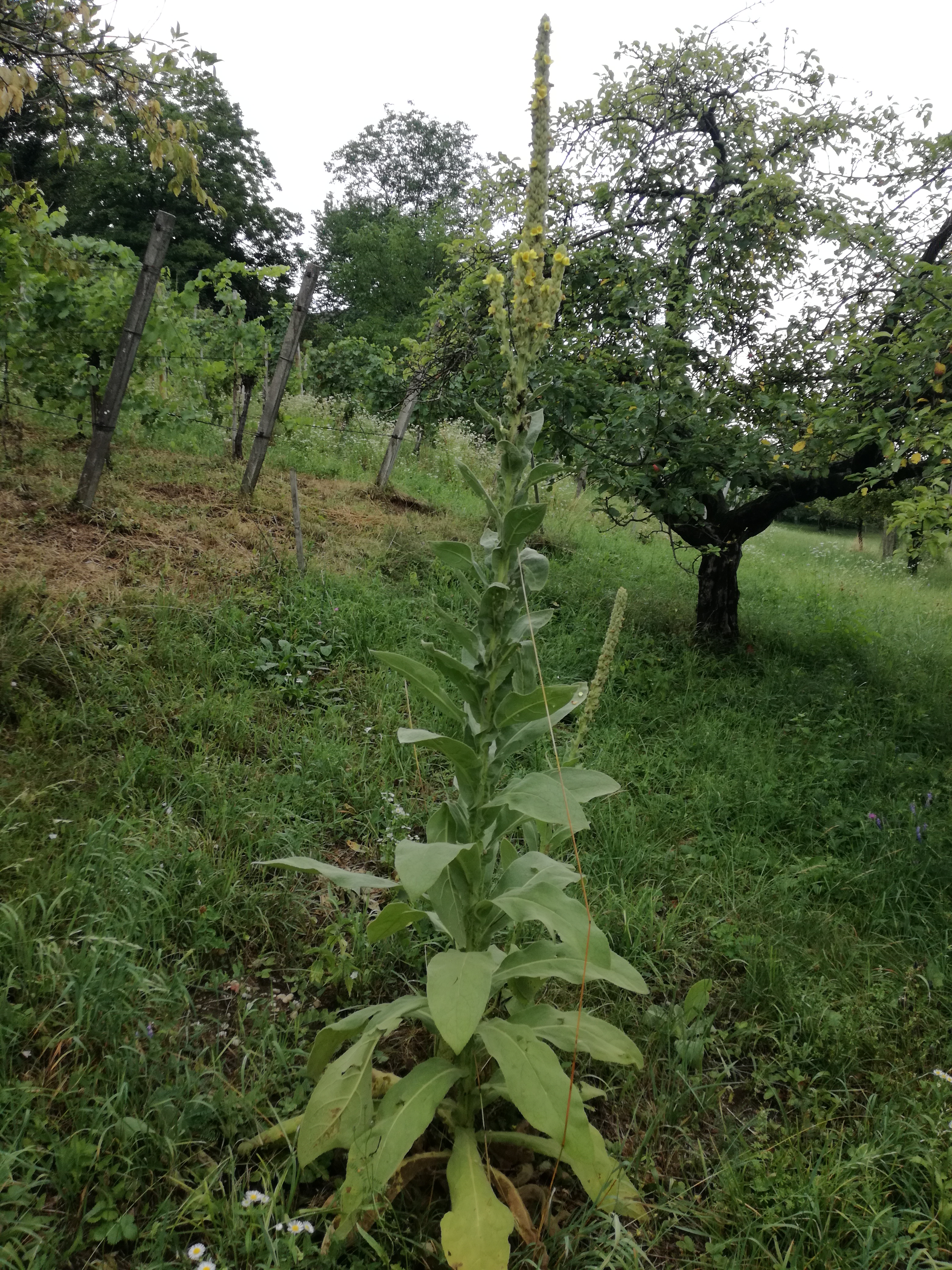 20082017194225 3015 art 1825 img 20170724 152147