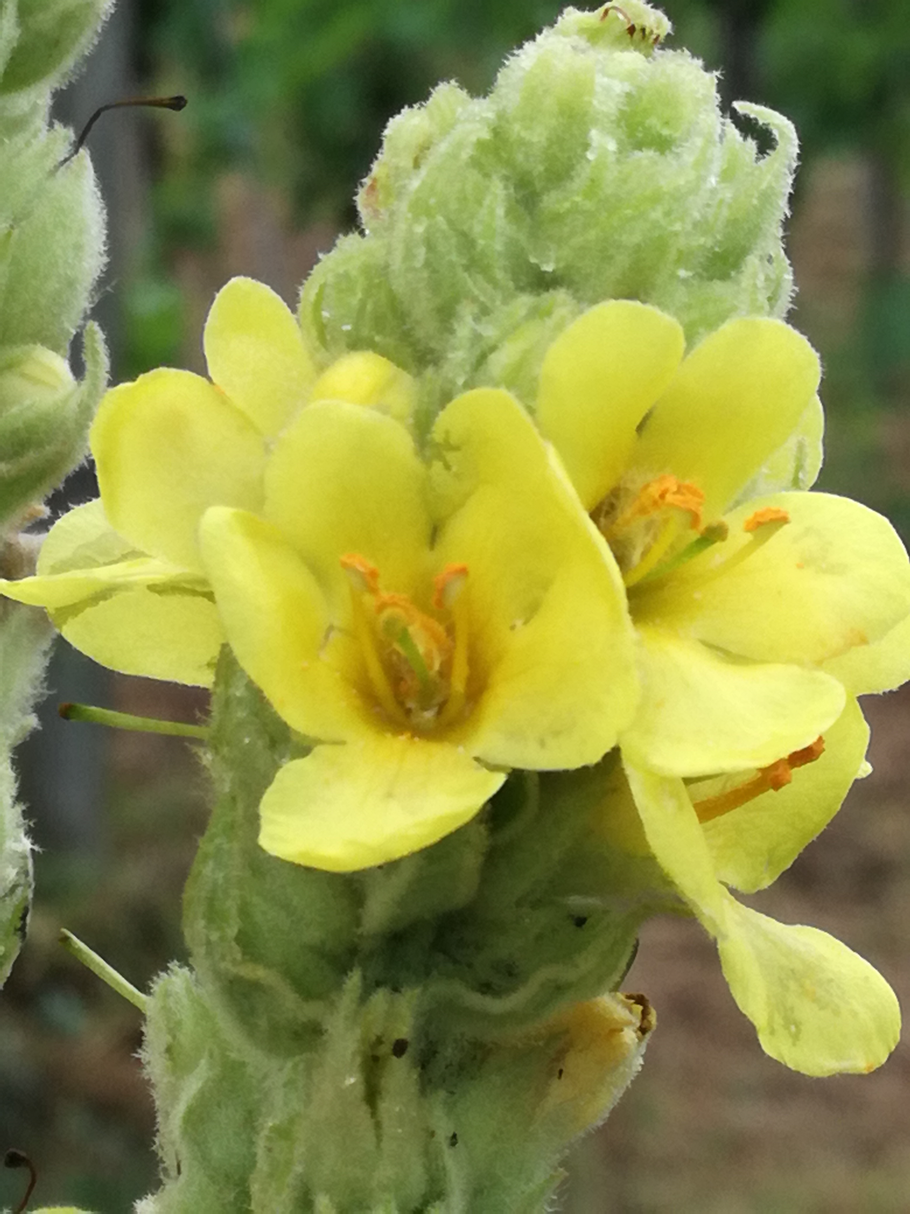 20082017194339 3016 art 1825 img 20170724 152127