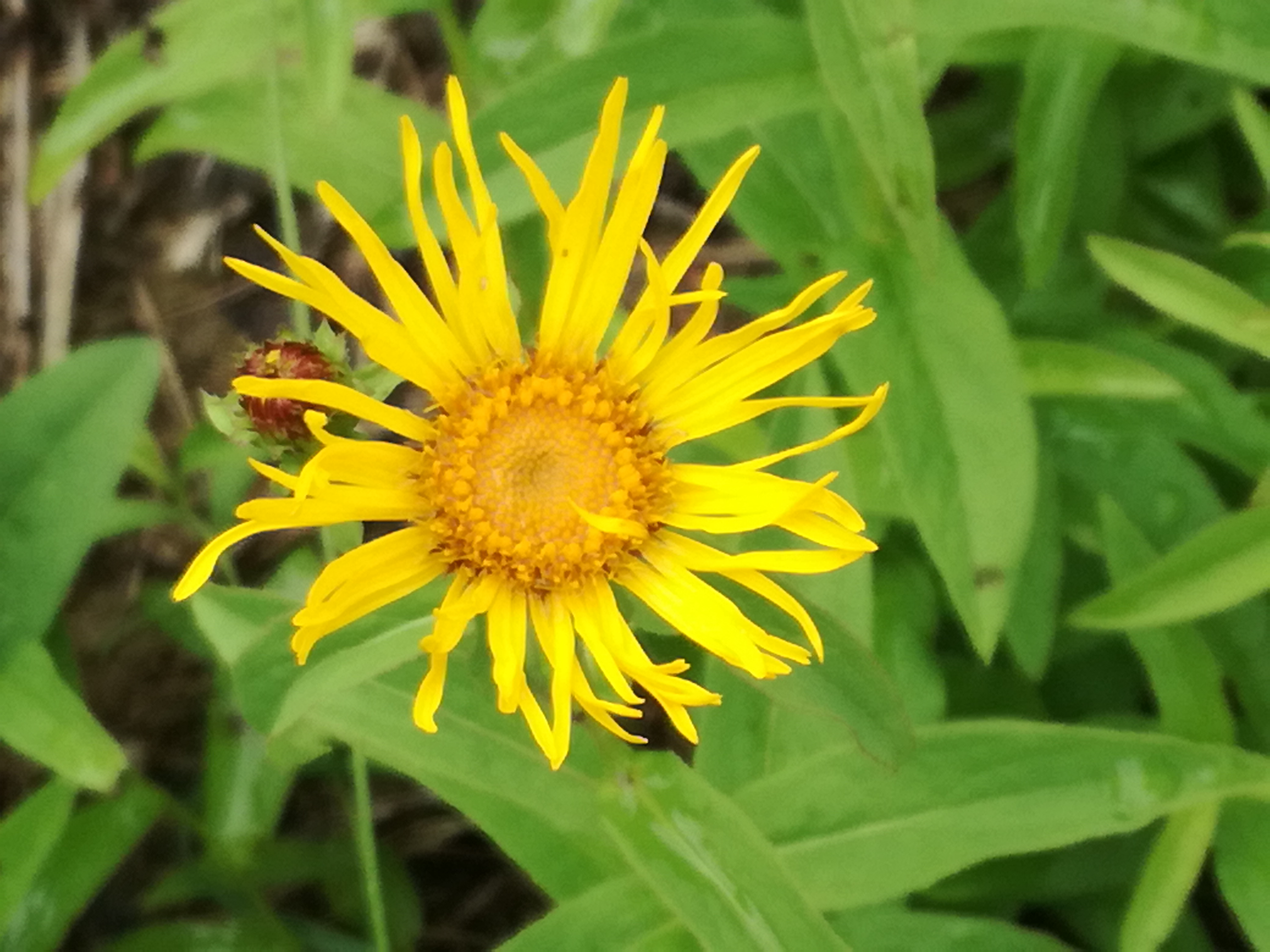 20082017194938 3017 art 1761 img 20170727 132734