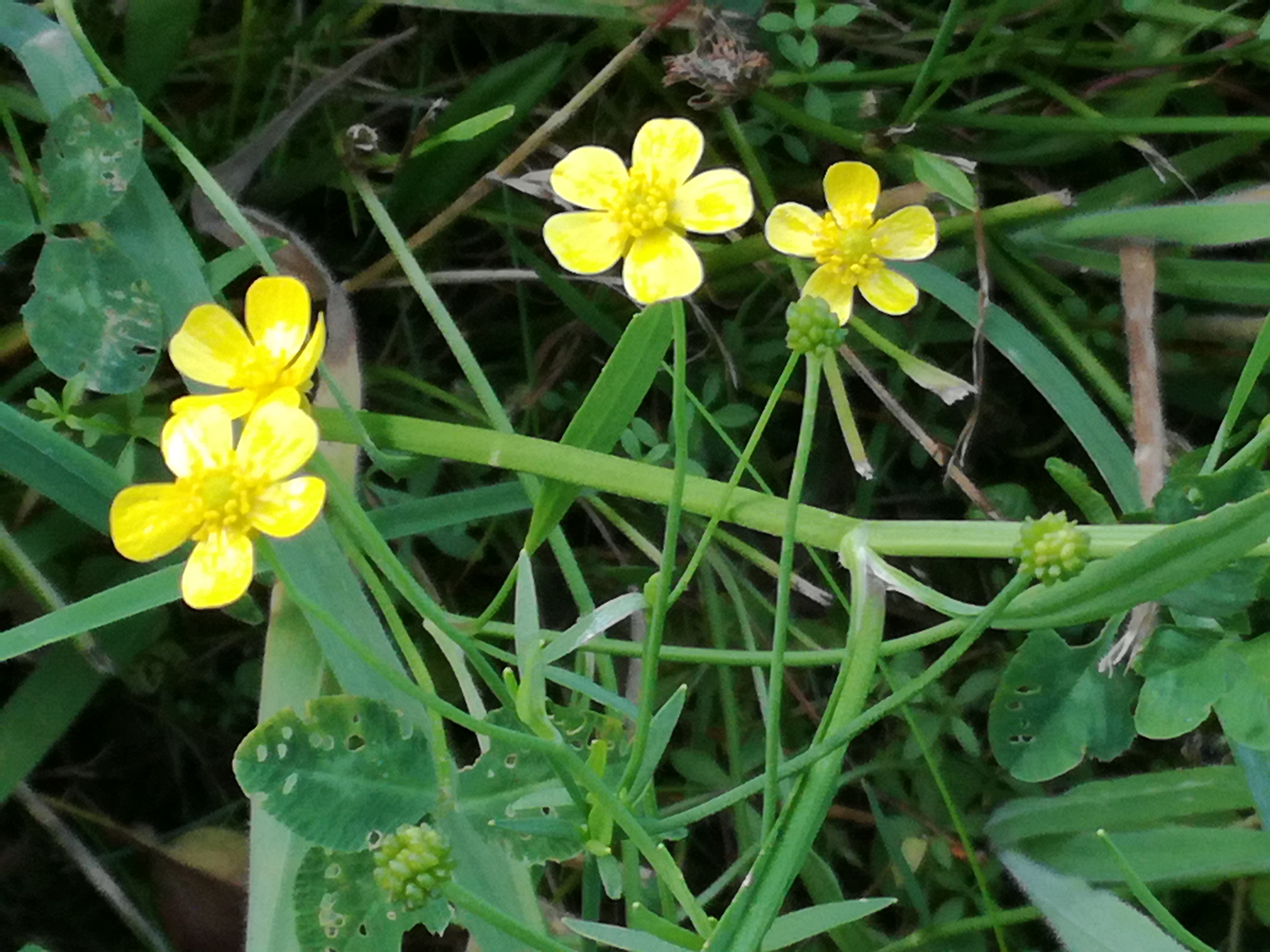 20082017201233 3018 art 1826 img 20170729 163238