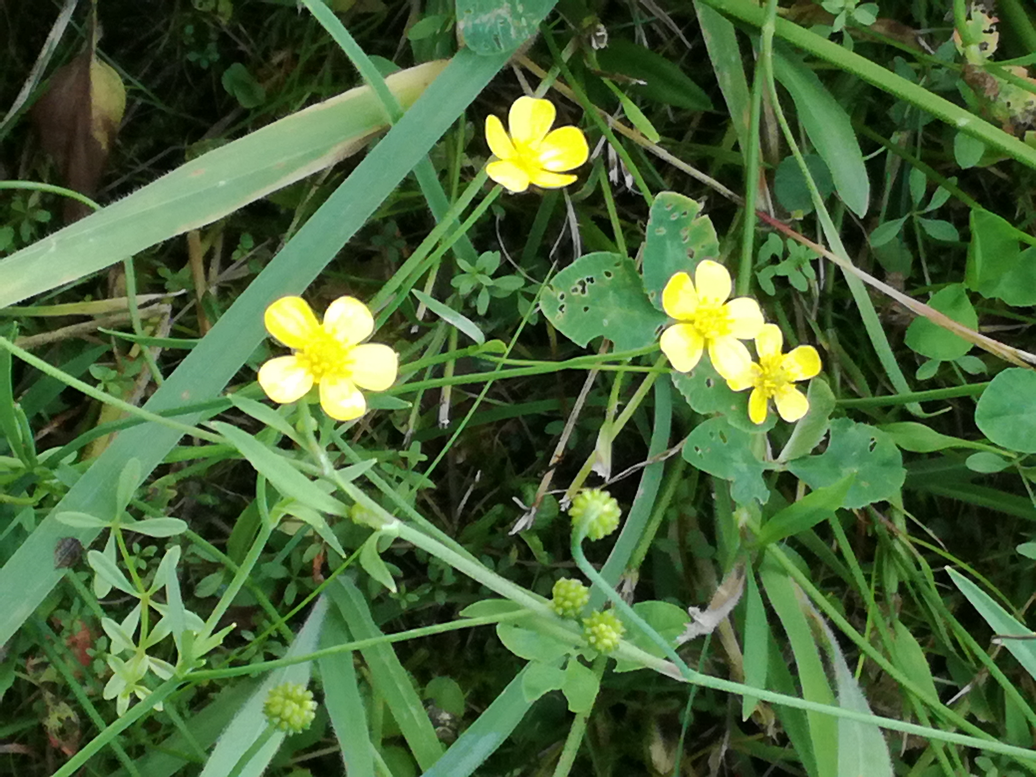 20082017201543 3019 art 1826 img 20170729 163208