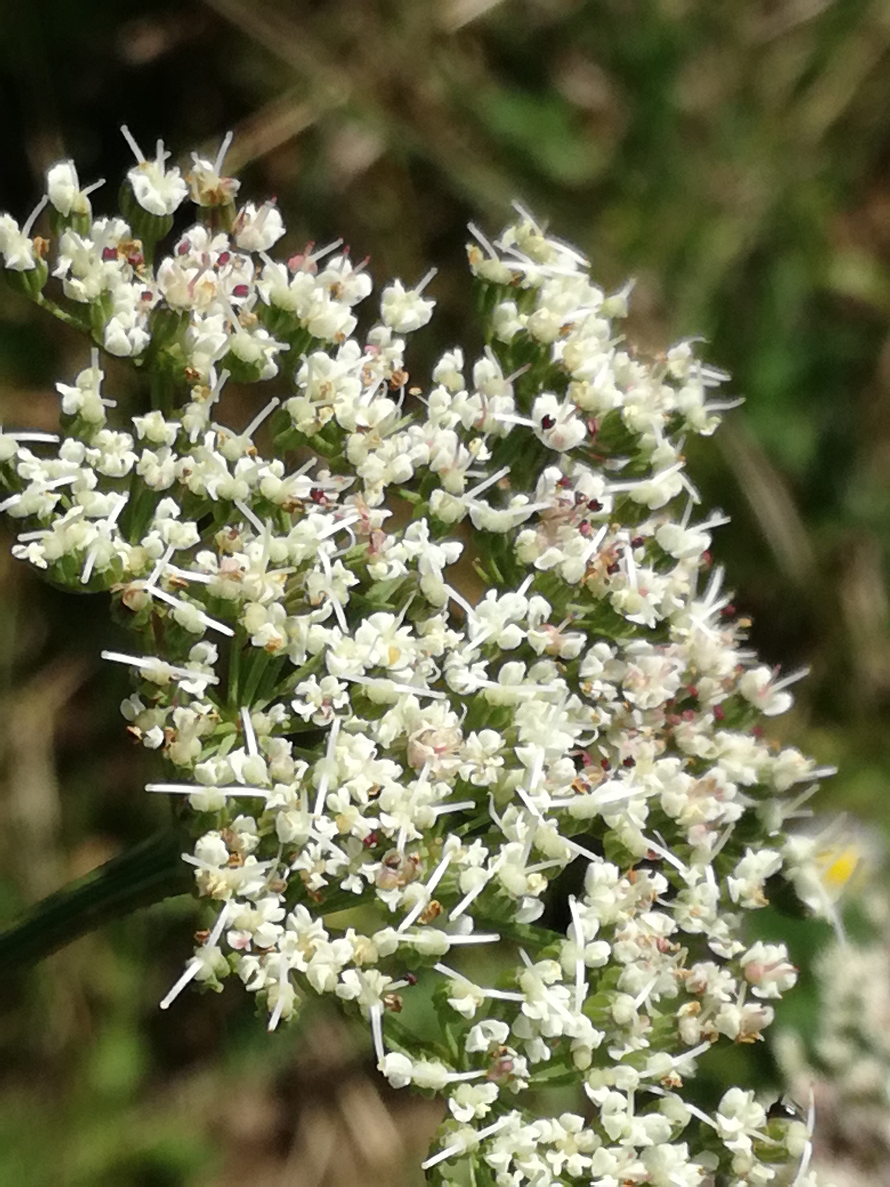 20082017203547 3020 art 1823 img 20170729 151845