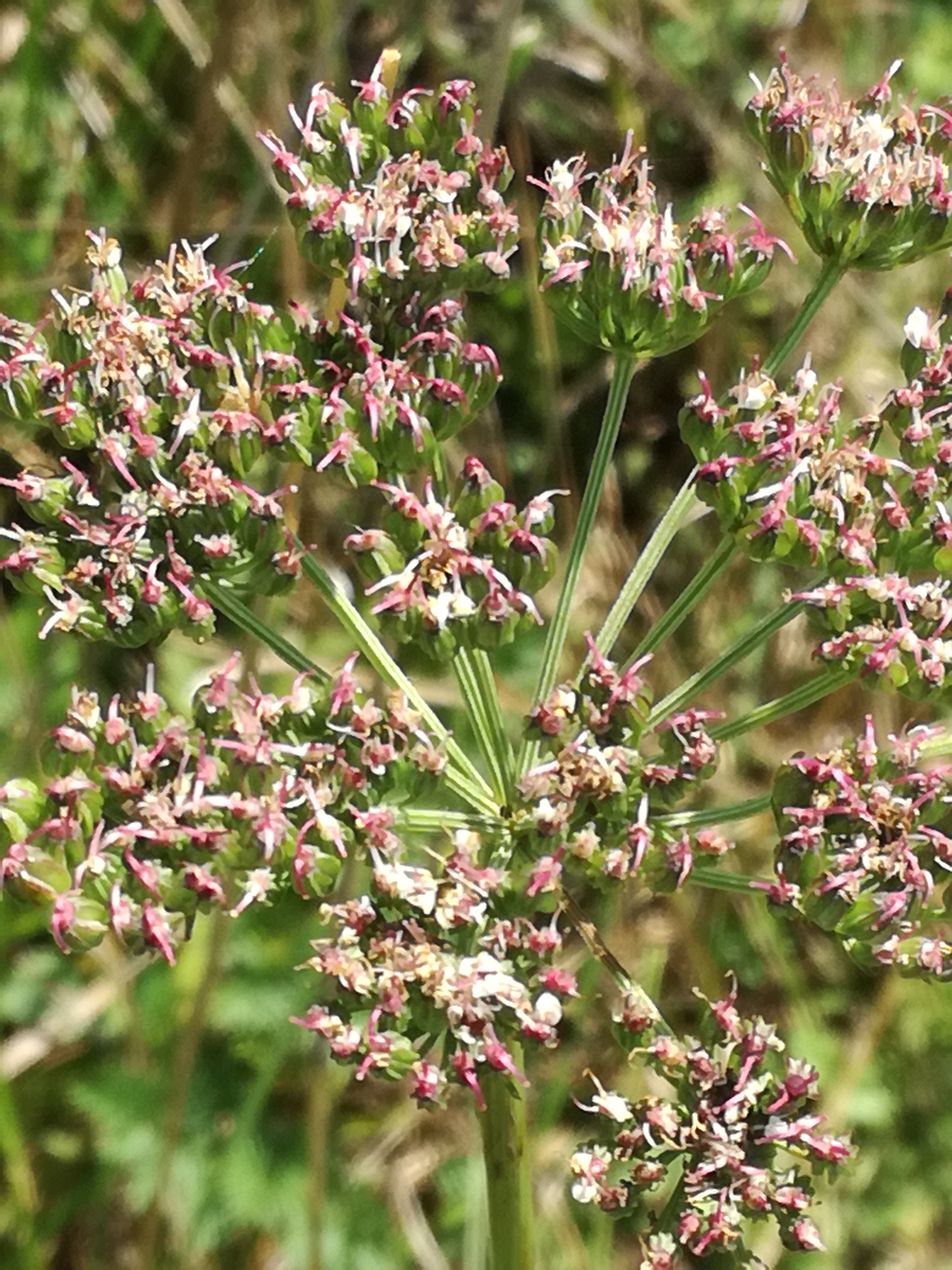 20082017203718 3021 art 1823 img 20170729 151840