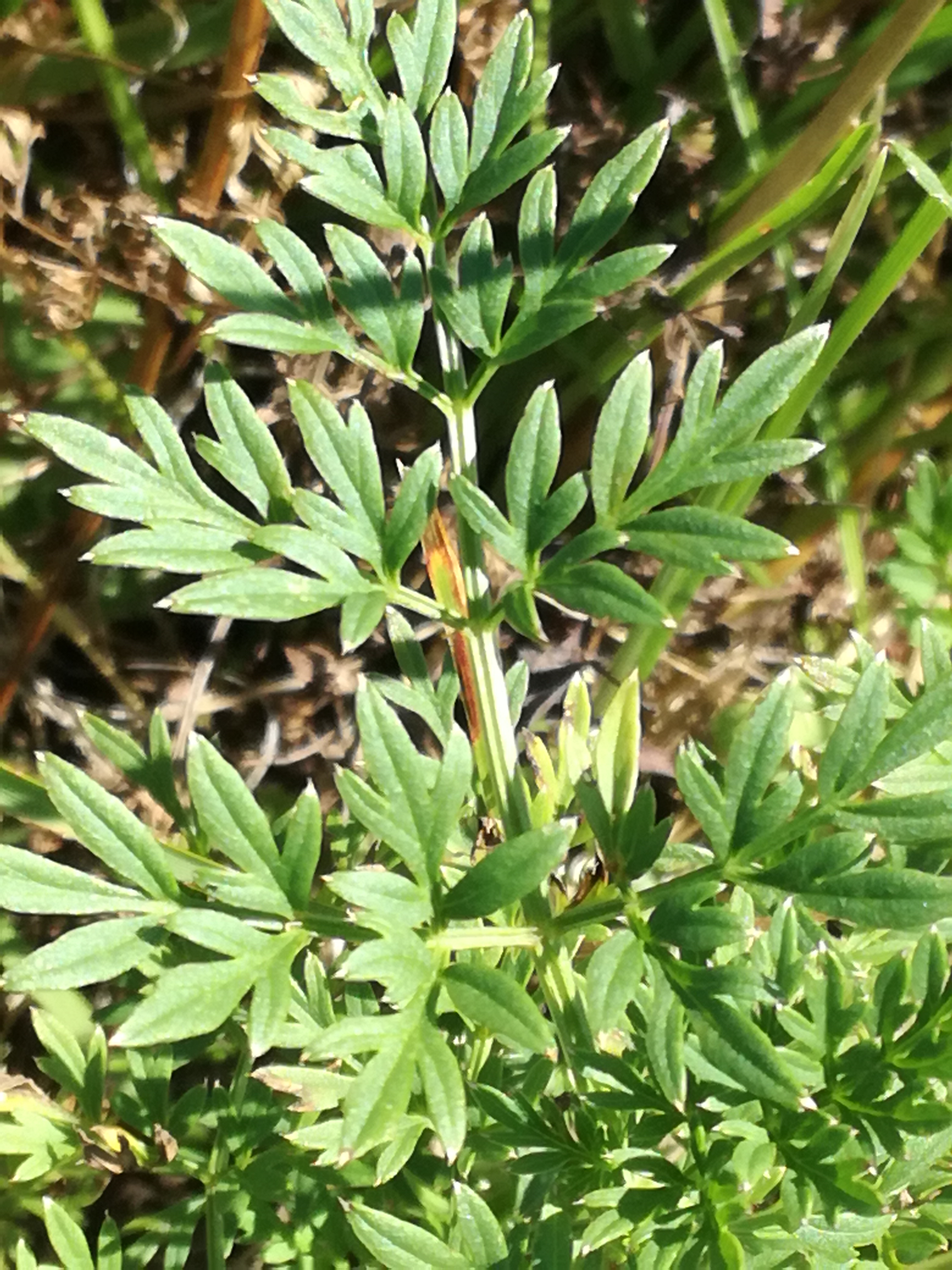 20082017203838 3022 art 1823 img 20170729 151900