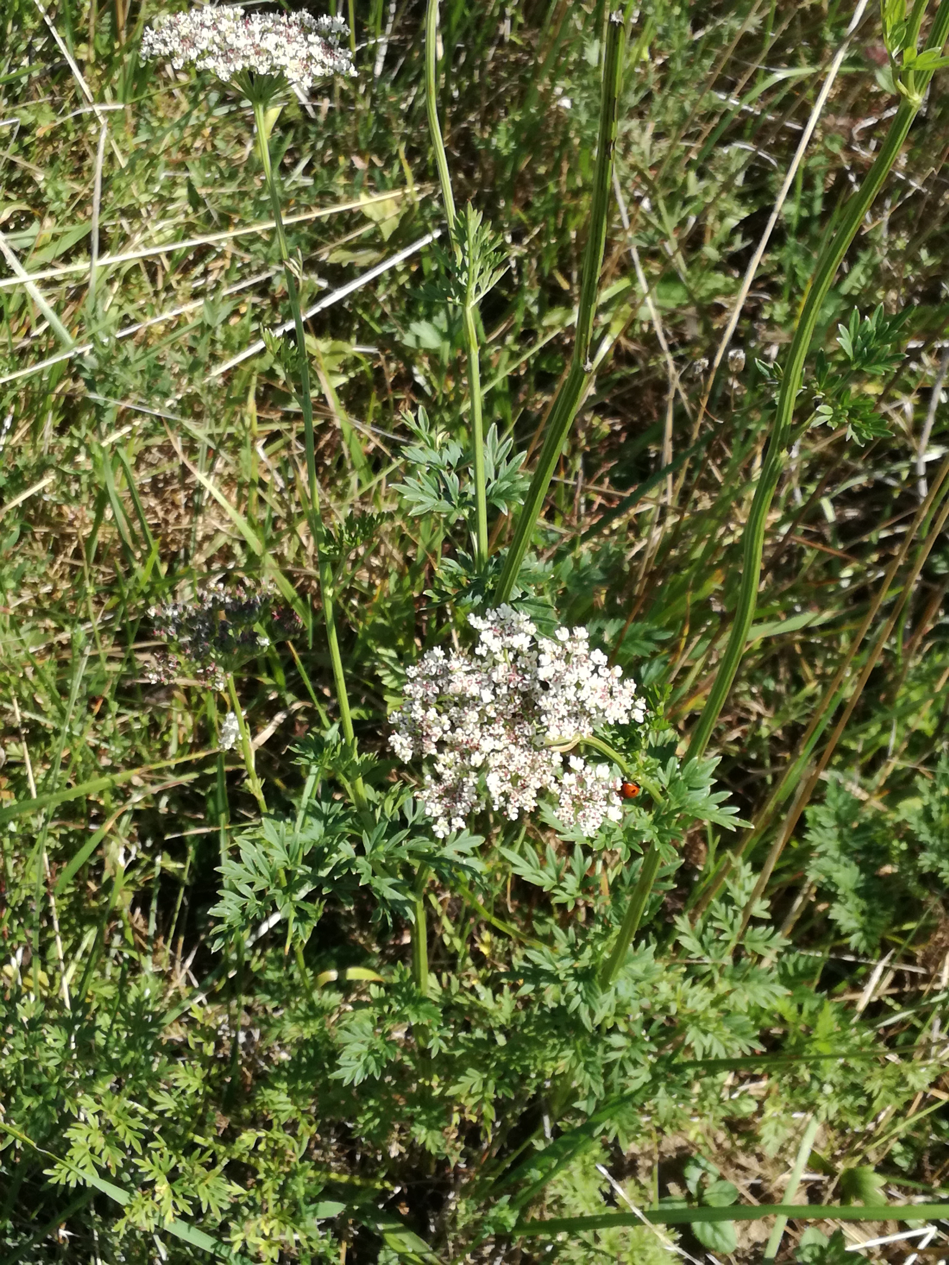 20082017204019 3023 art 1823 img 20170729 151919