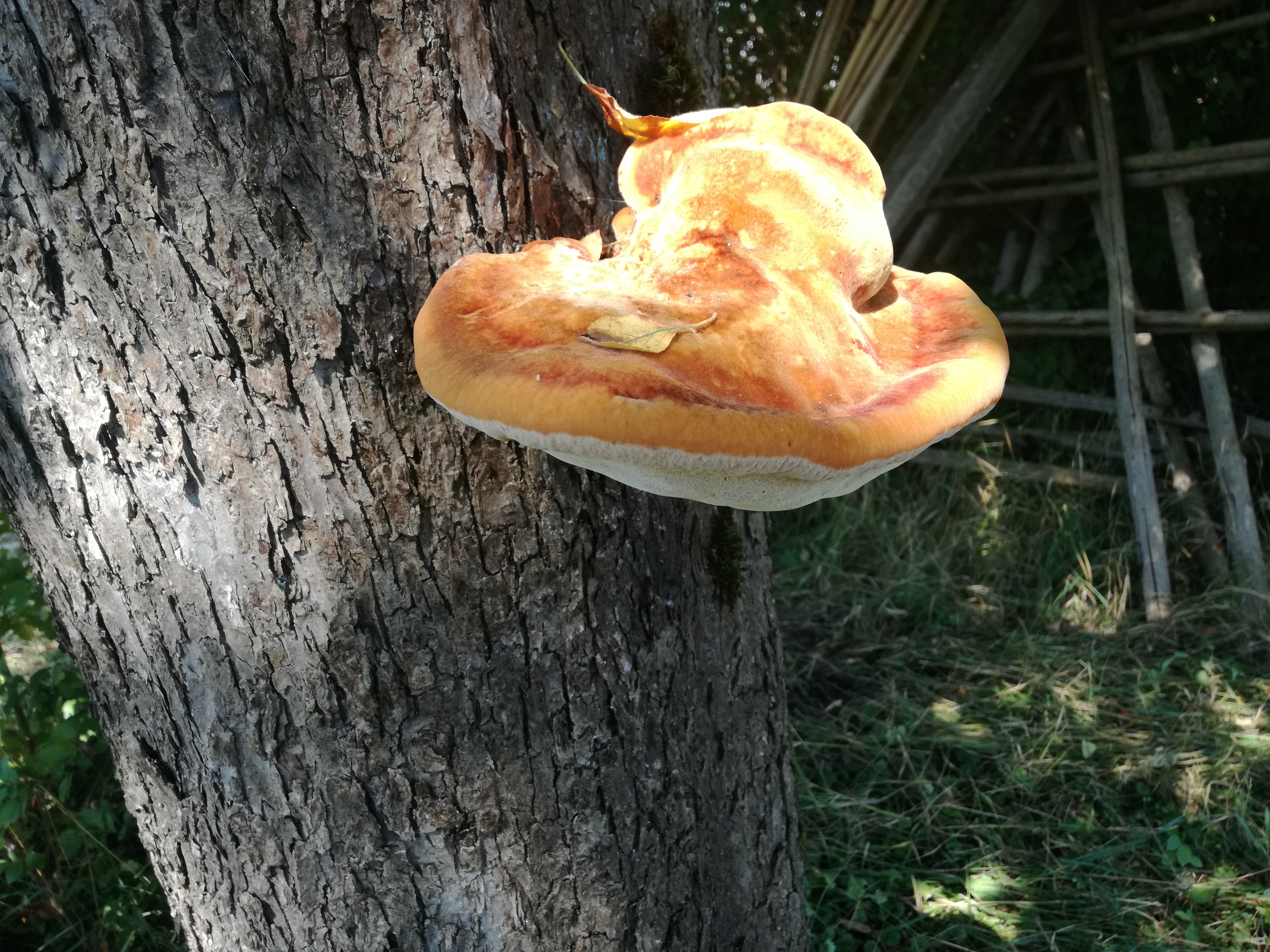 20082017204503 3024 art 1767 img 20170802 103911