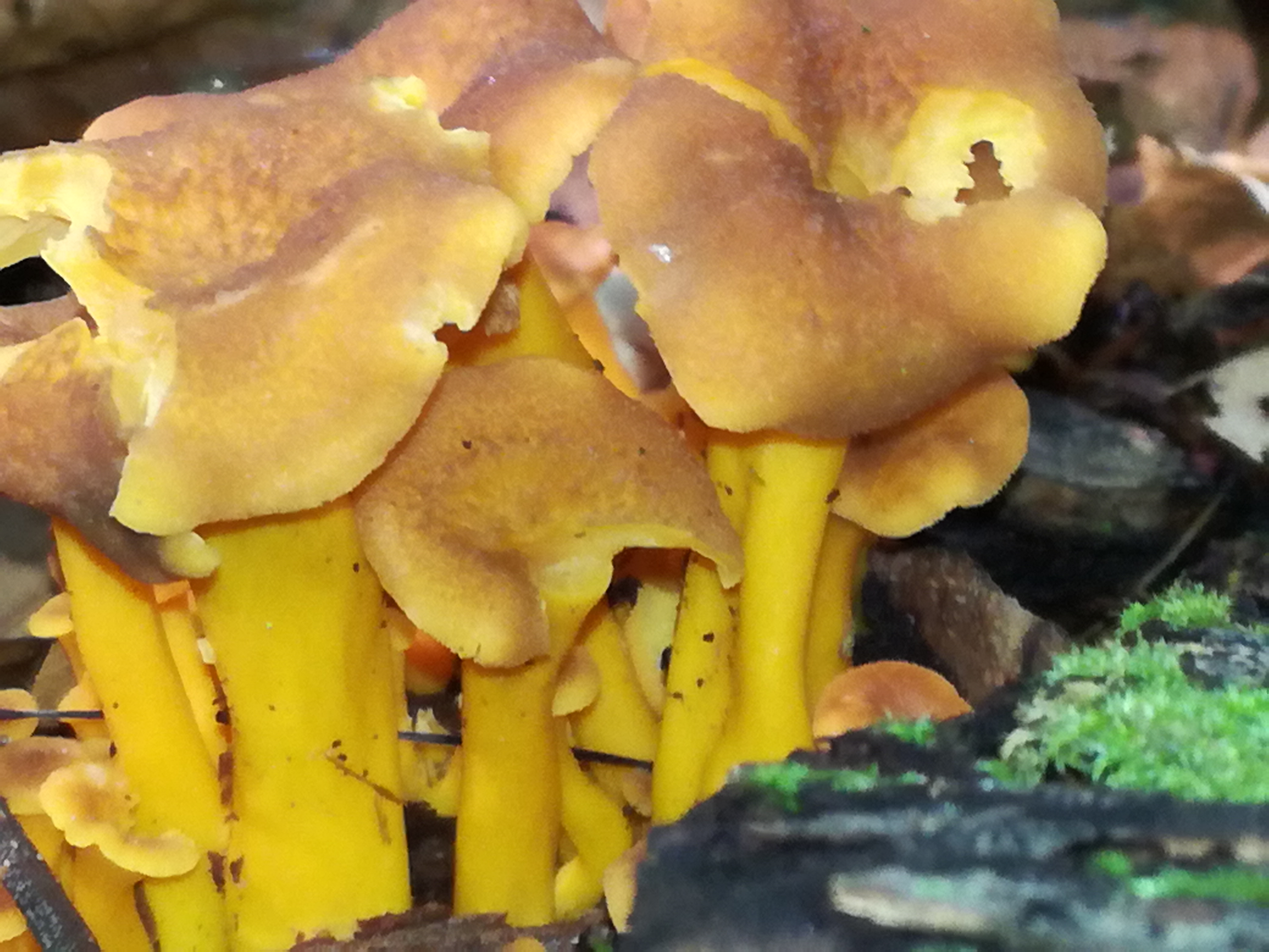 20082017210635 3025 art 1827 img 20170813 094030