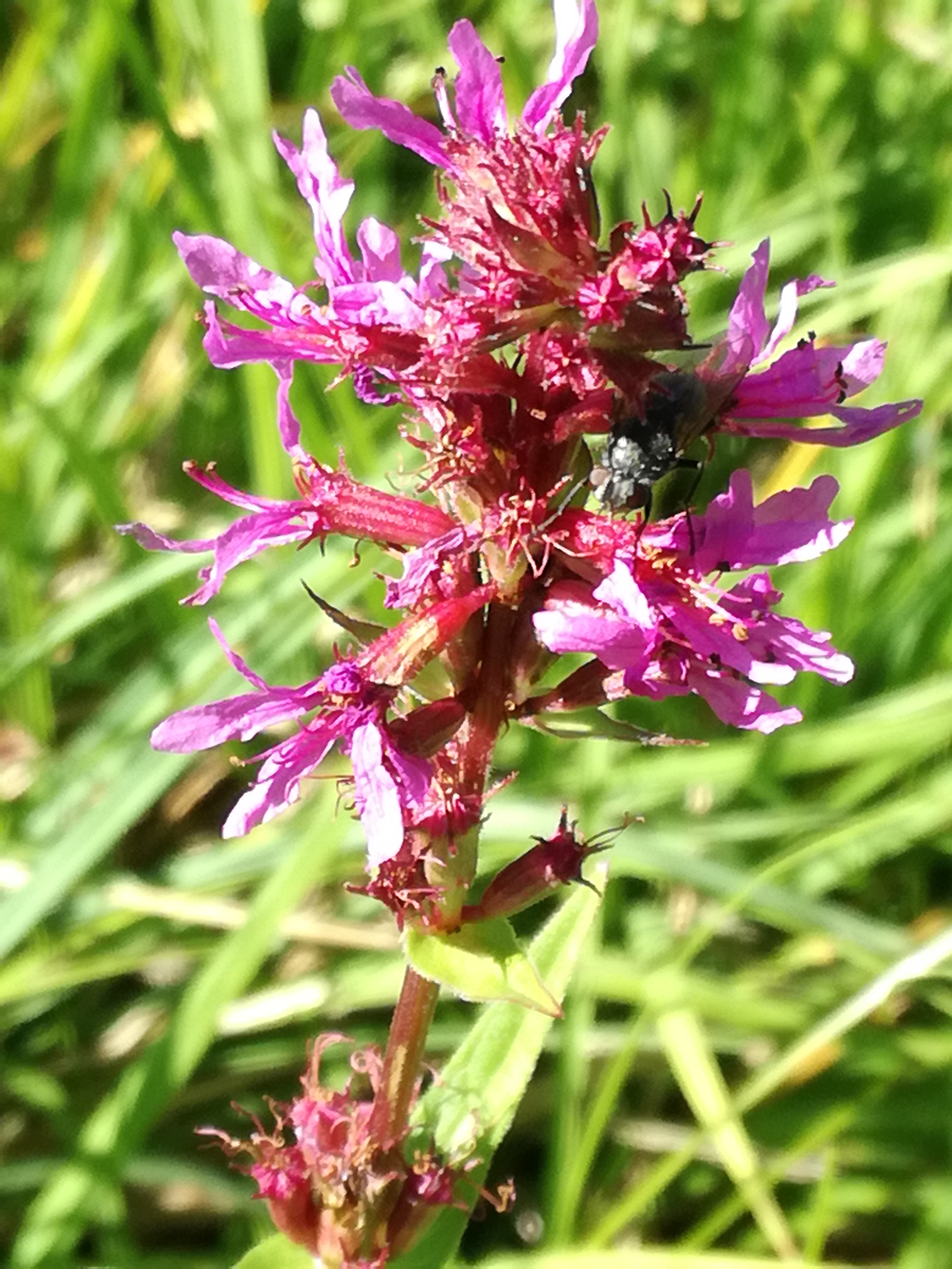 20082017210934 3026 art 917 img 20170813 101555