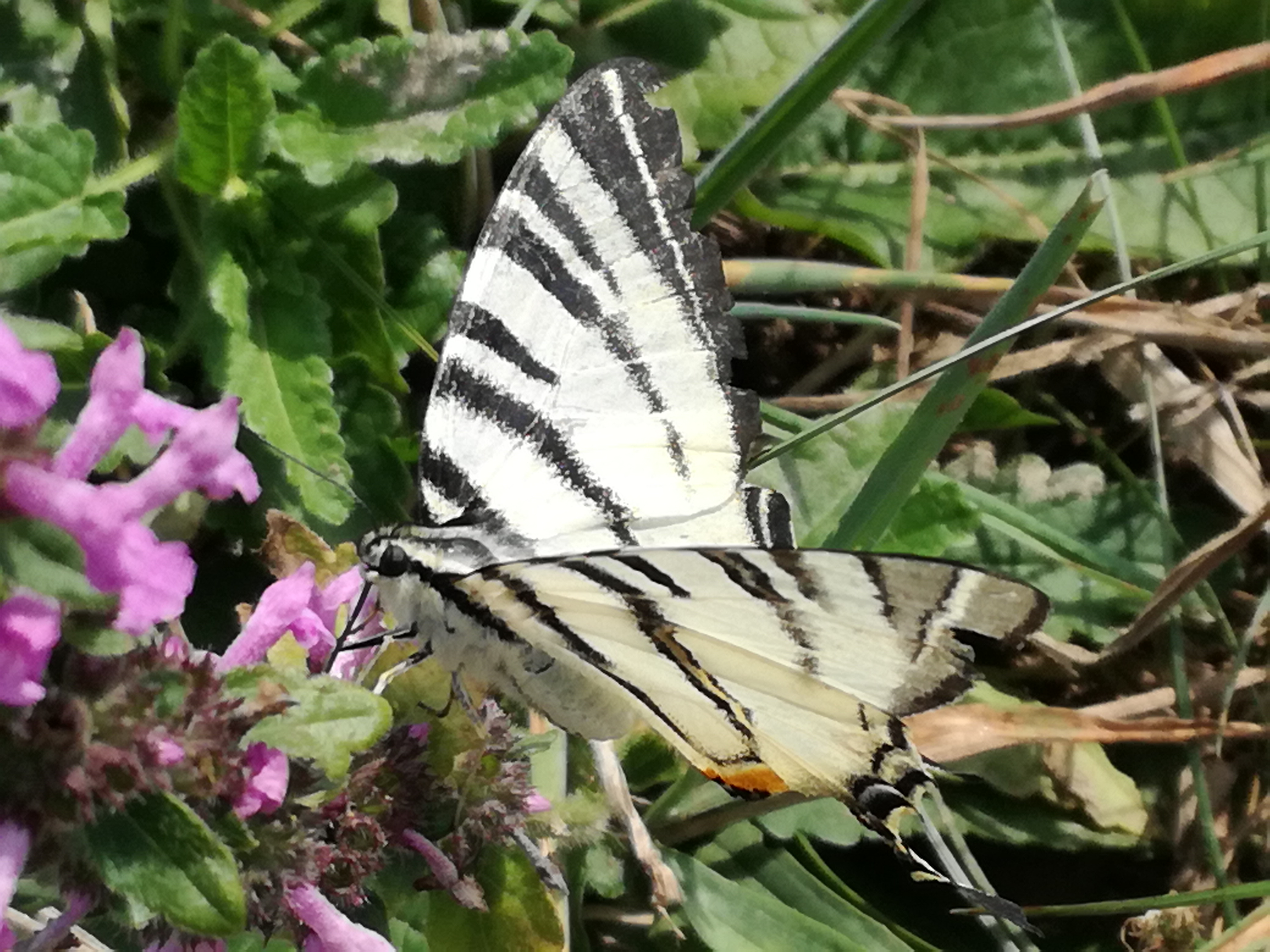 20082017211211 3027 art 820 img 20170816 135006 1