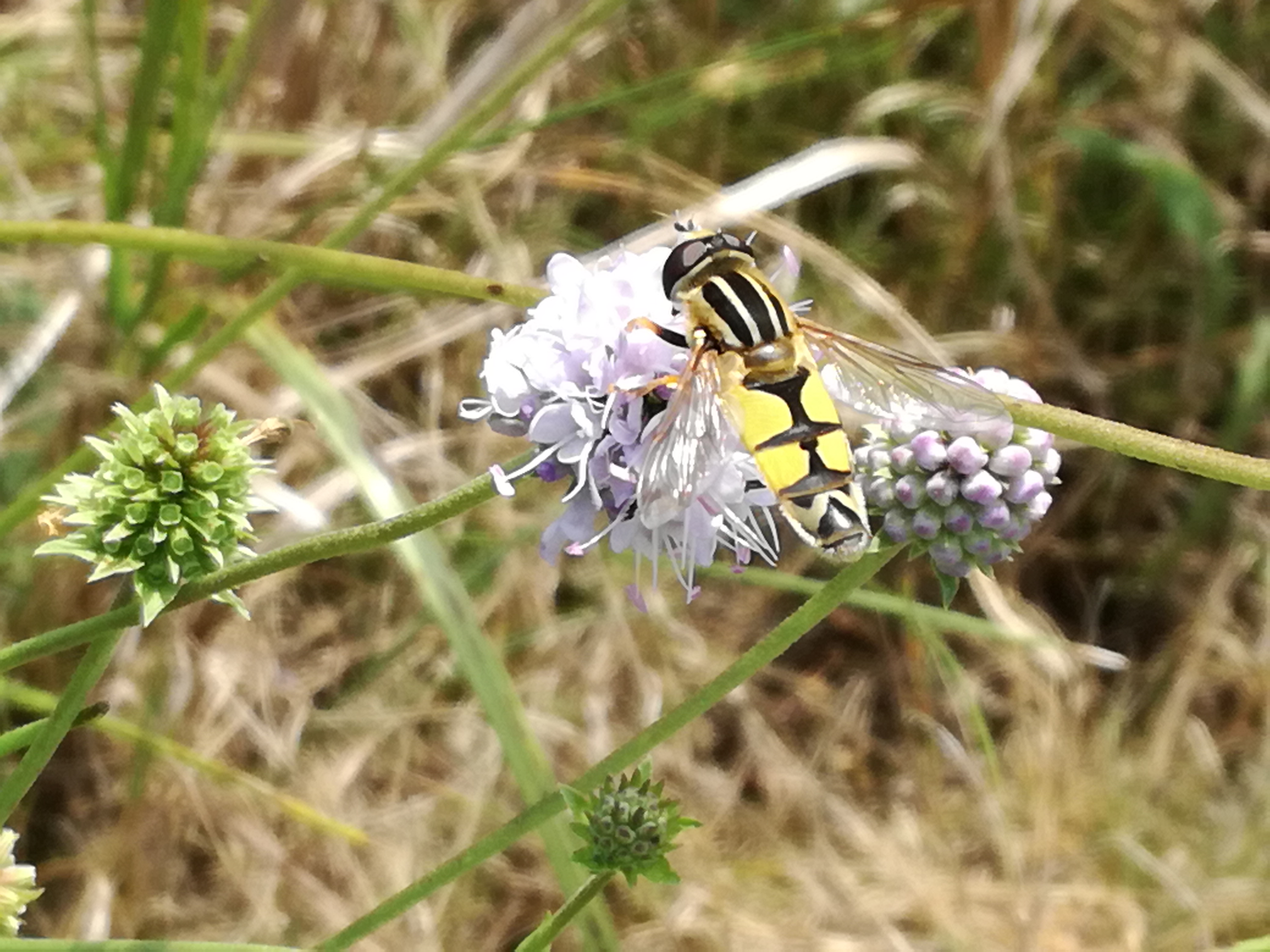 20082017212443 3028 art 1828 img 20170816 143507 1