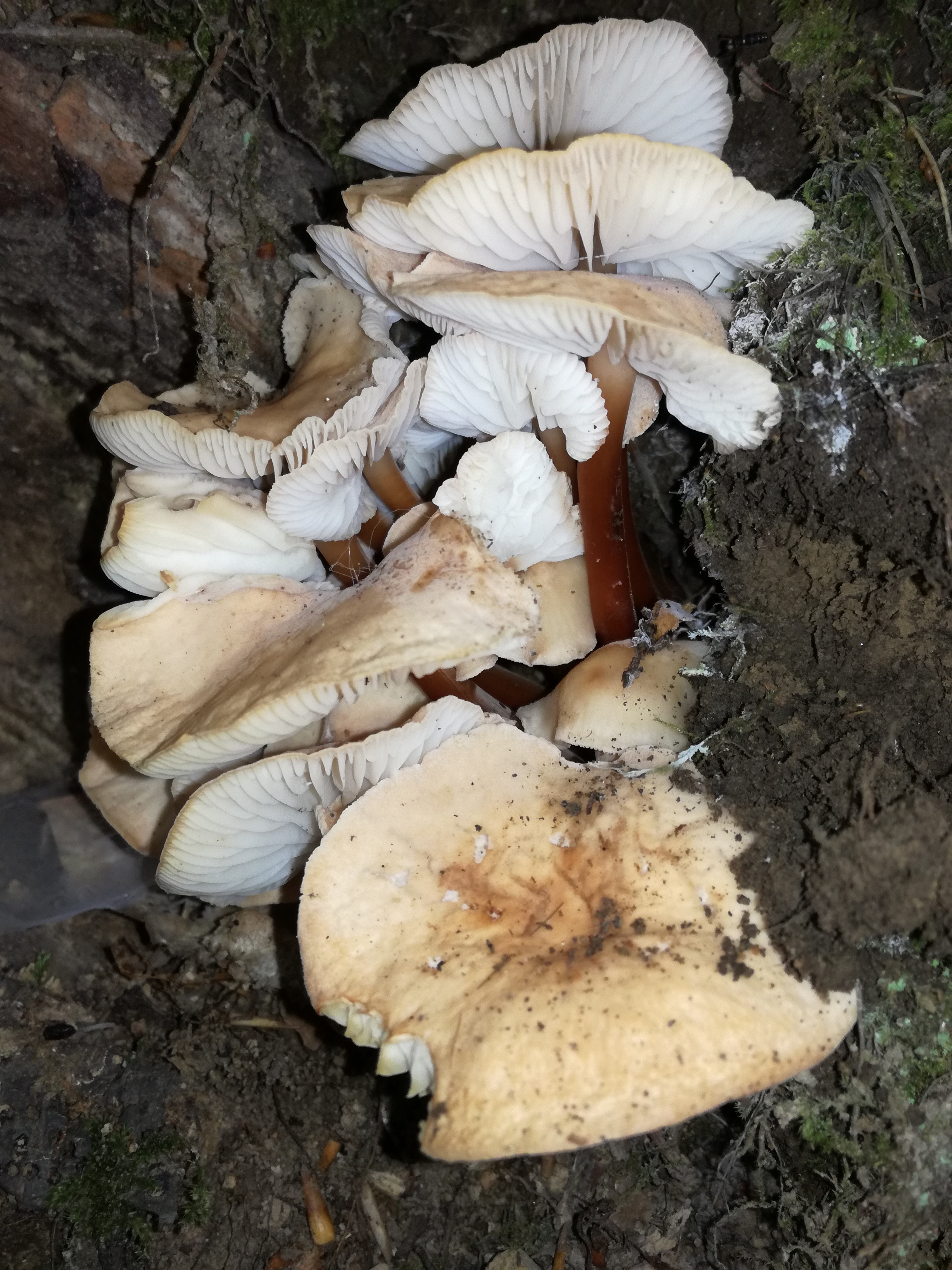 20102017180559 3110 art 1869 img 20171004 124345