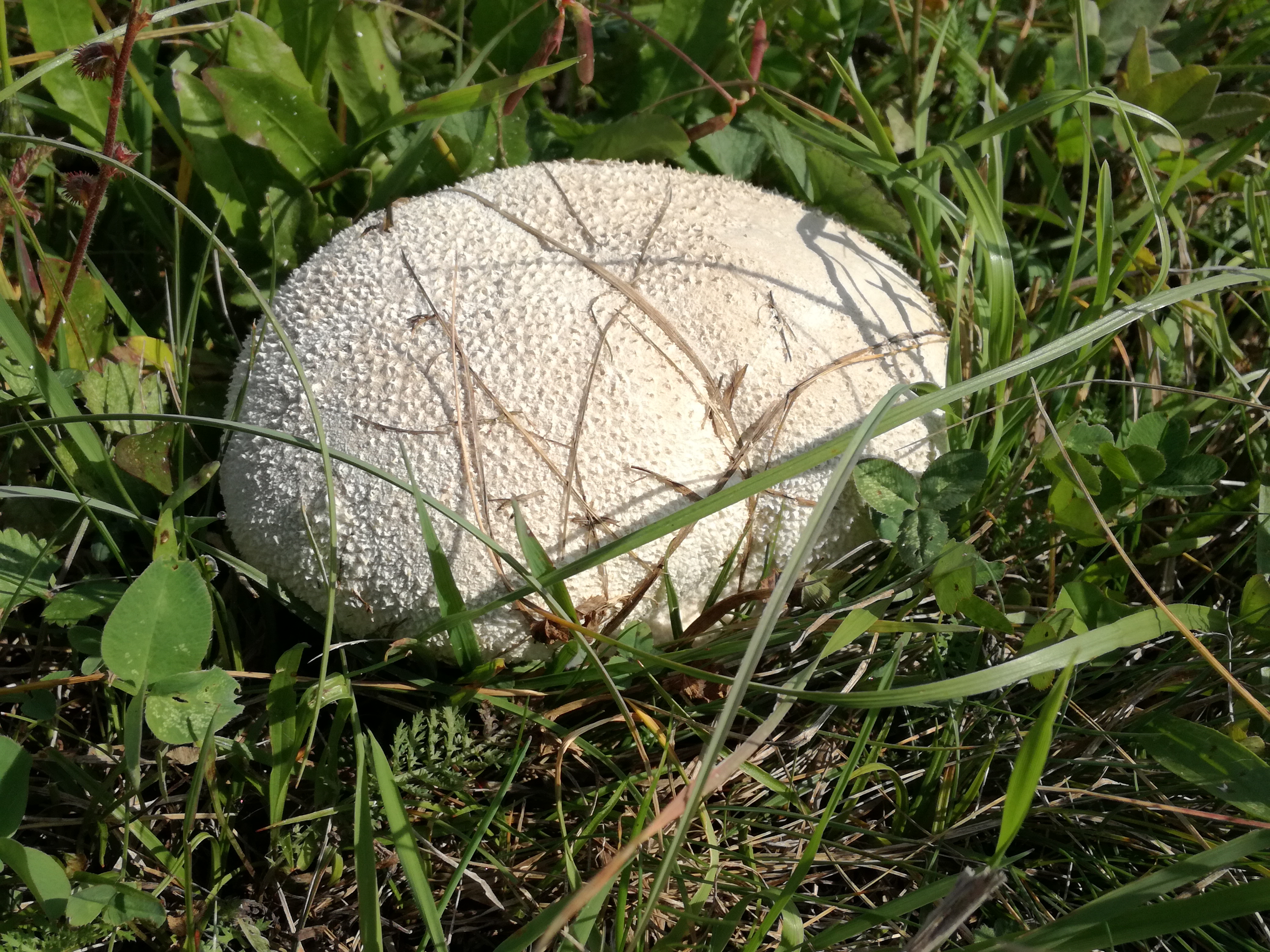 20102017182248 3111 art 1870 img 20171004 135055