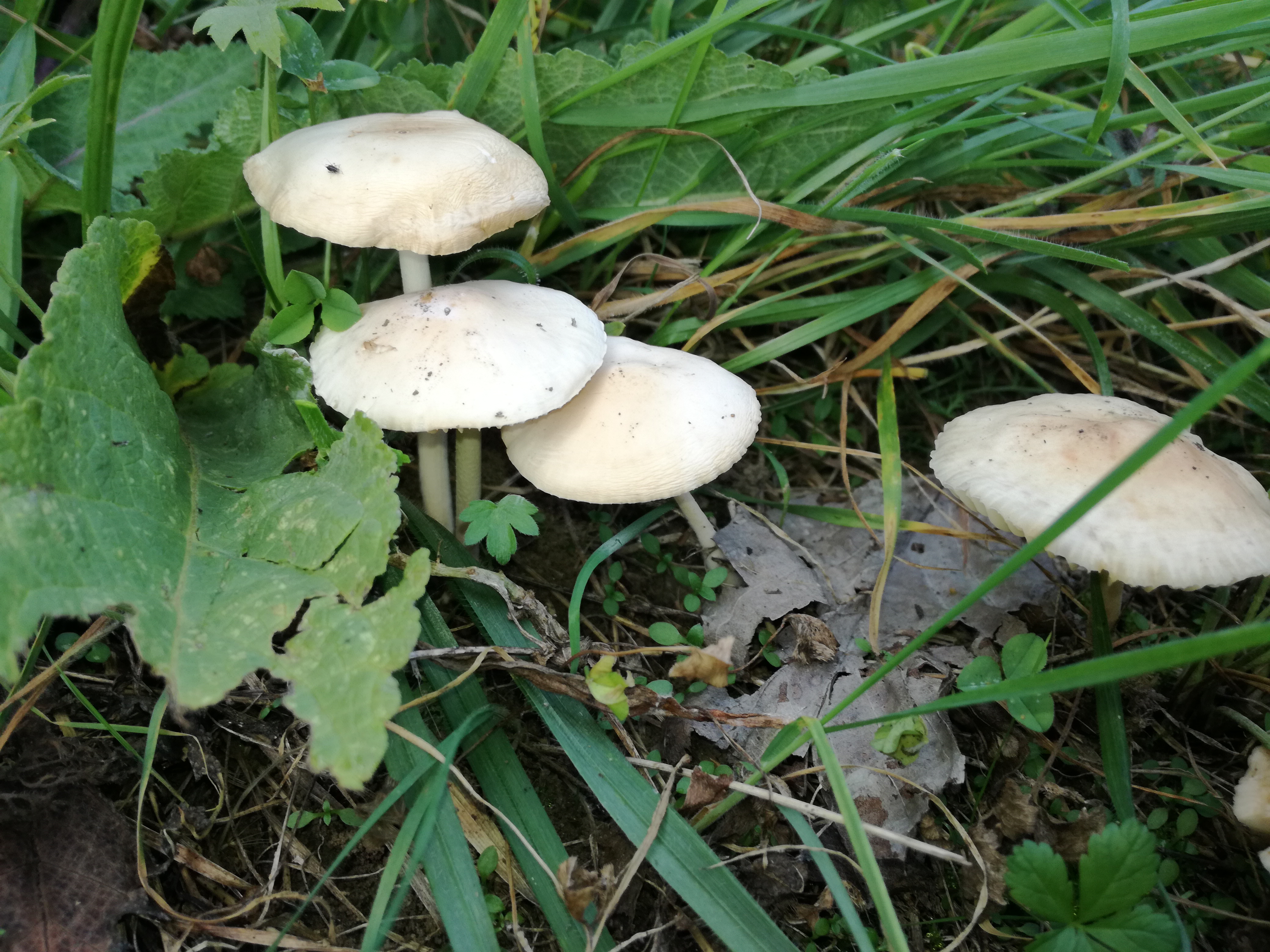 20102017183730 3112 art 1871 img 20171004 134223