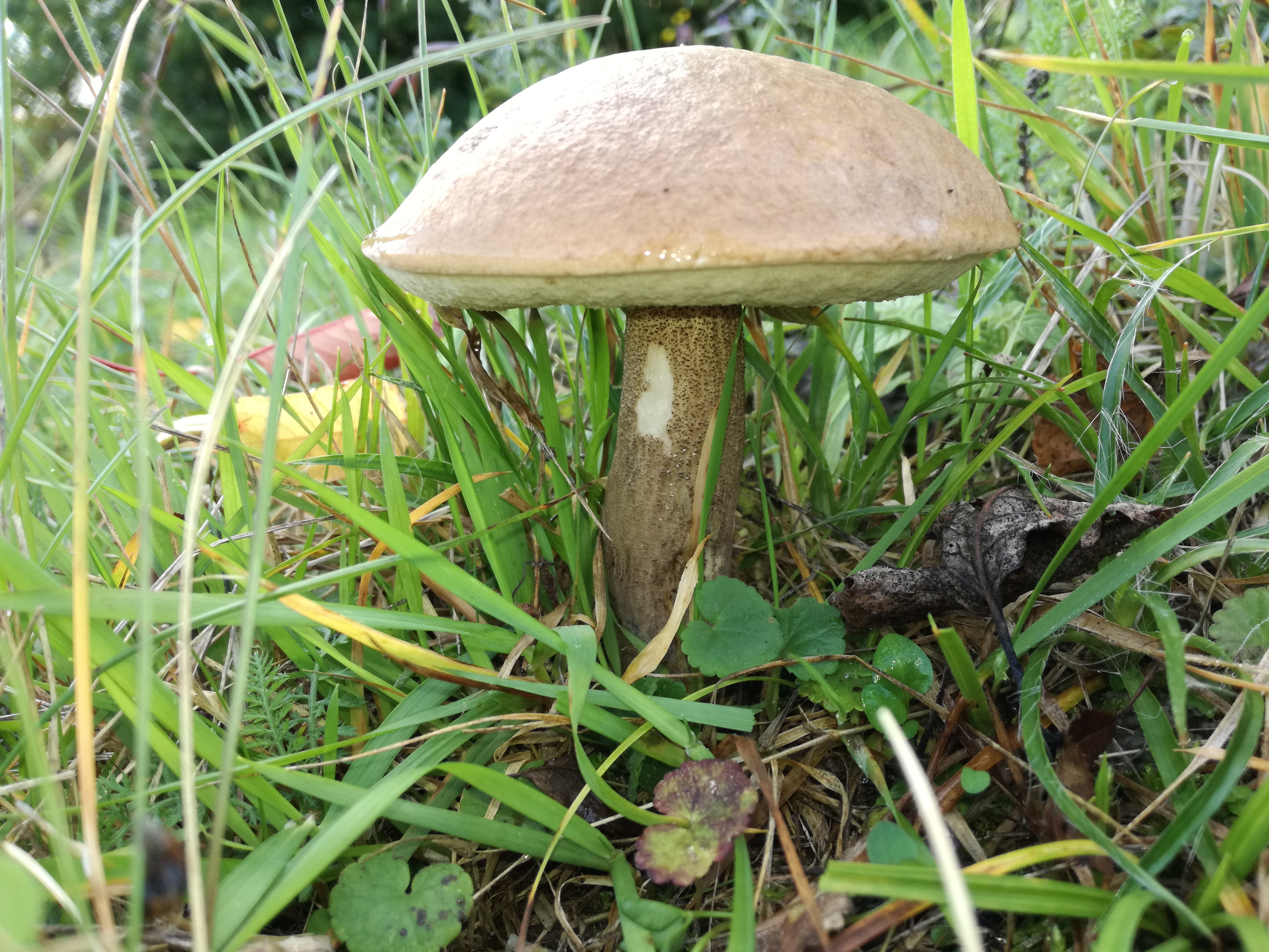 20102017185235 3113 art 1872 img 20171004 134337