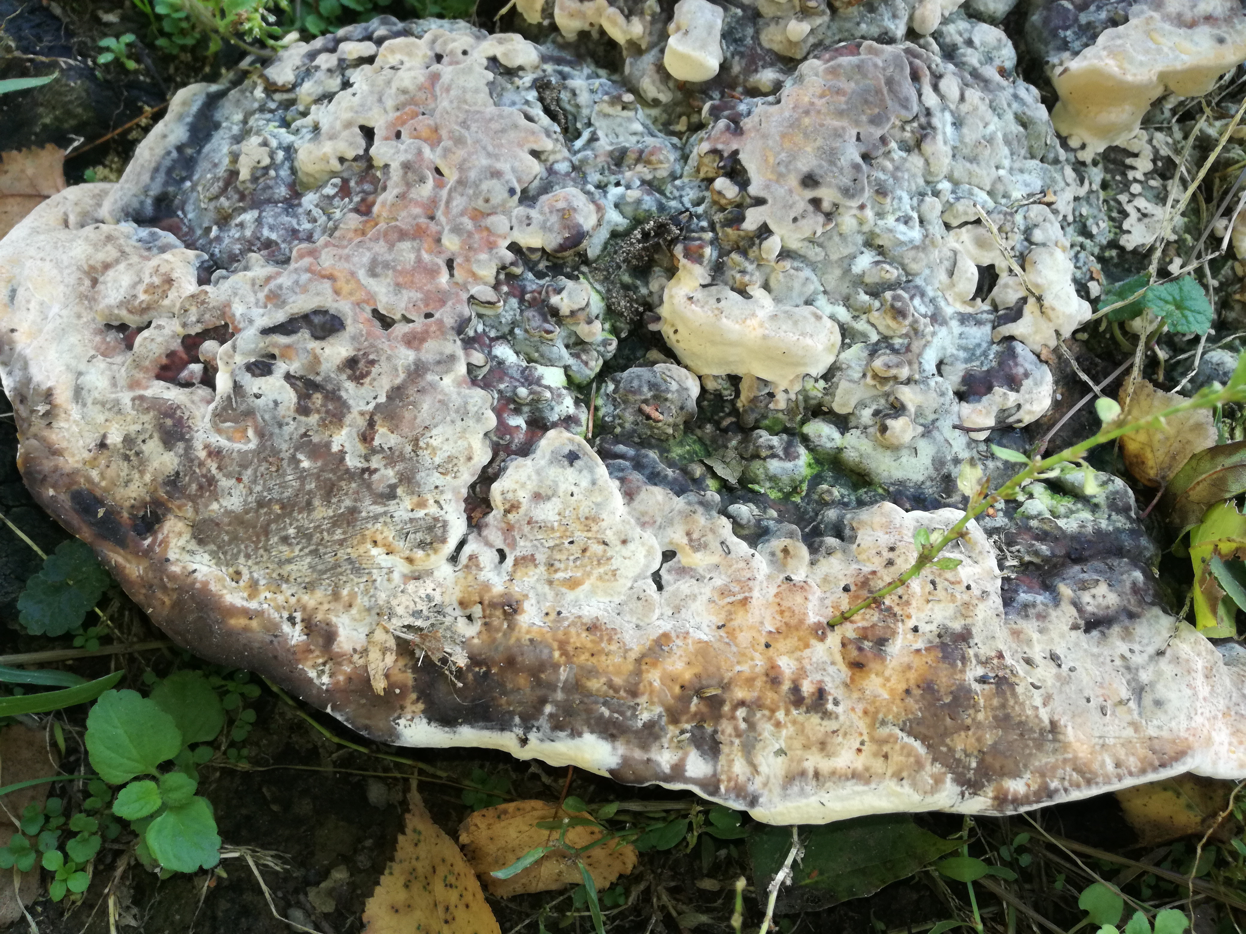 20102017190336 3114 art 1873 img 20171005 135223