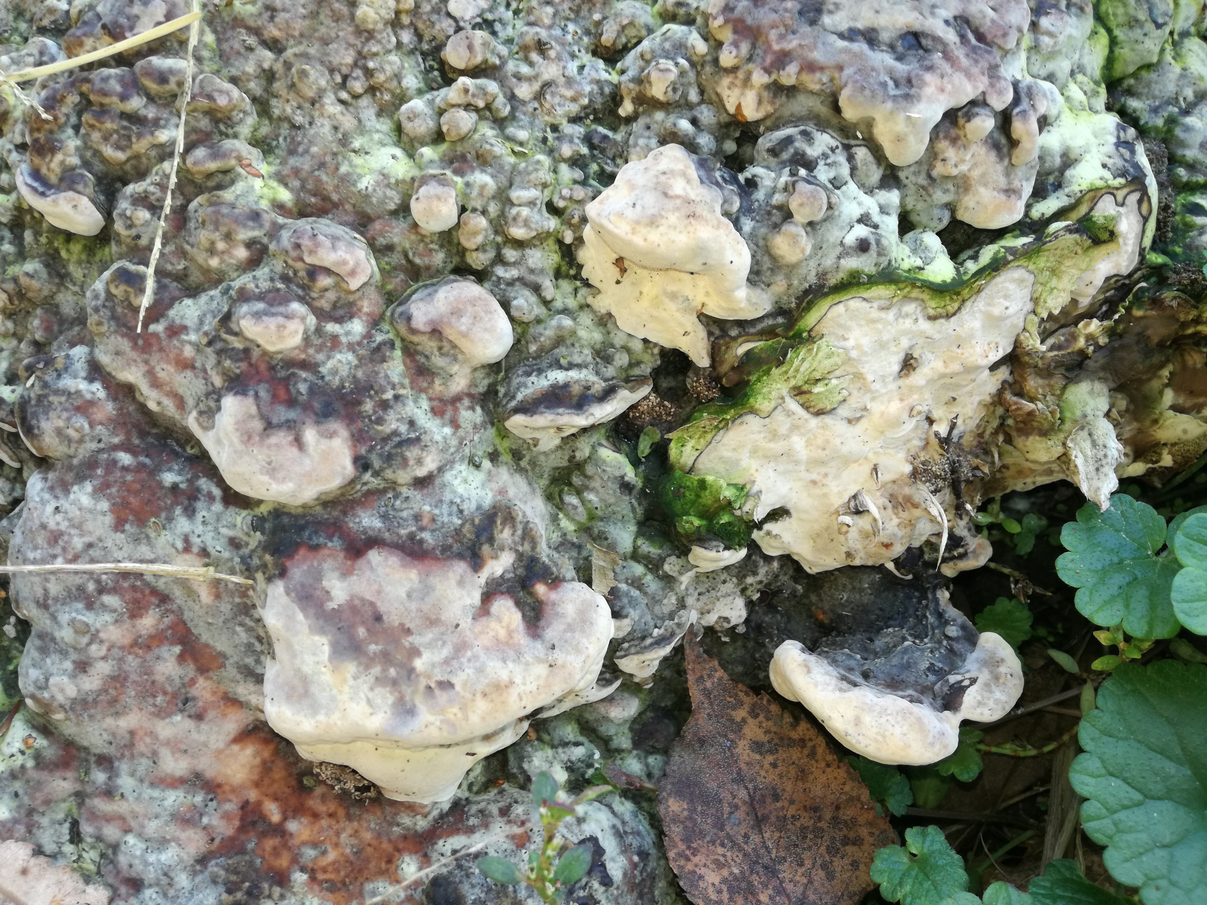 20102017190506 3115 art 1873 img 20171005 135226