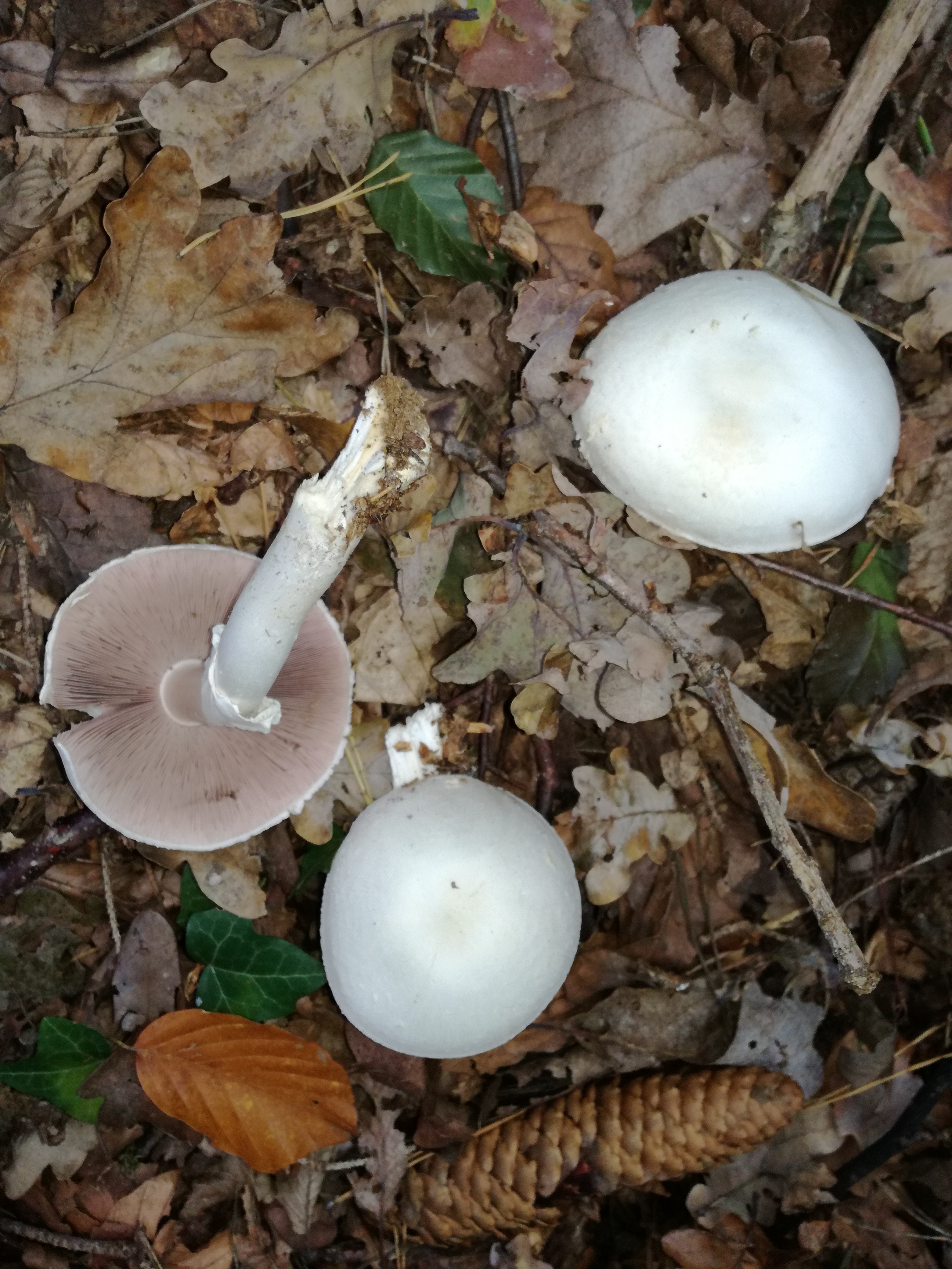 20102017194729 3117 art 1874 img 20171005 103514