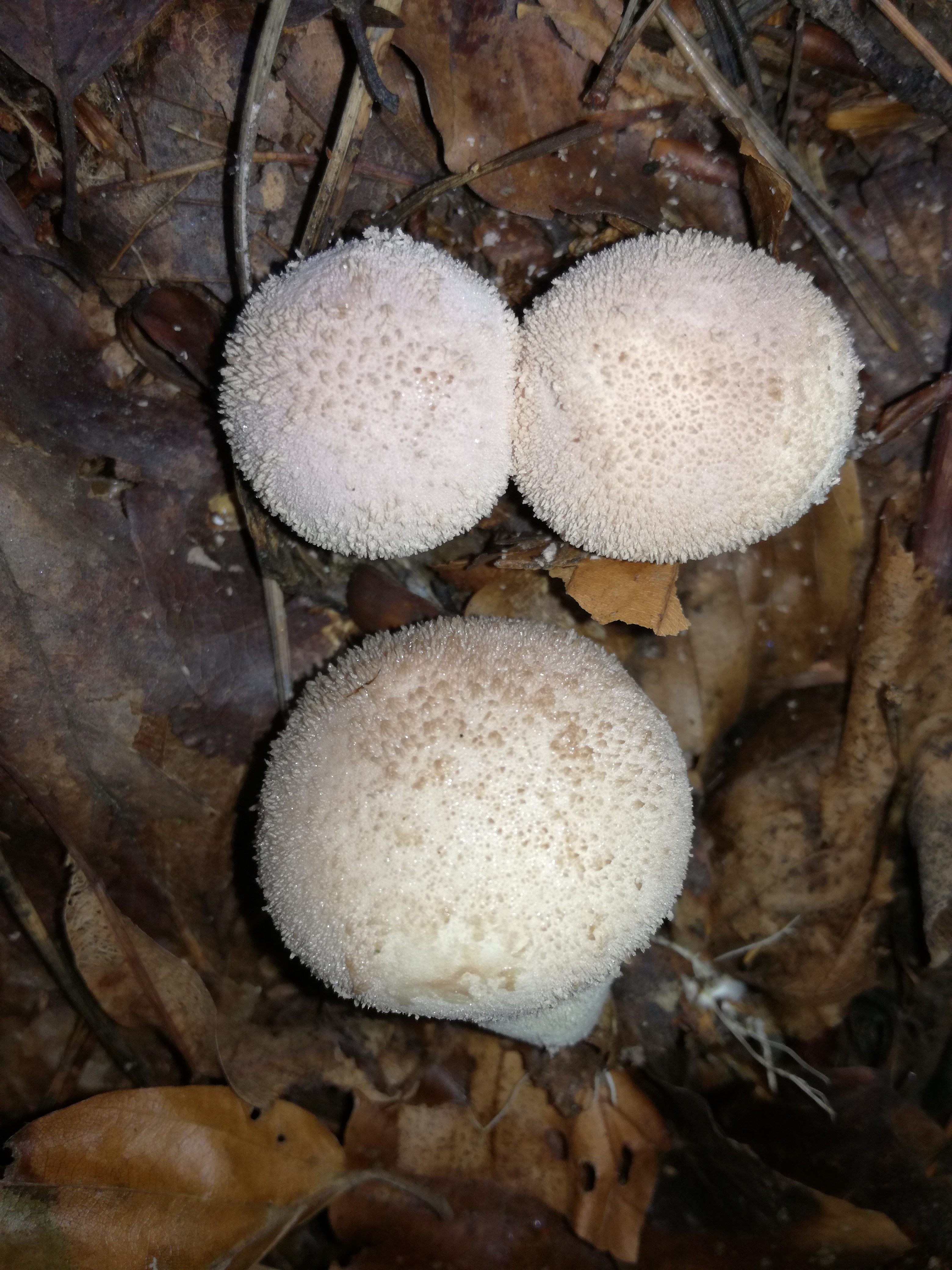 20102017200150 3118 art 1875 img 20171005 105343