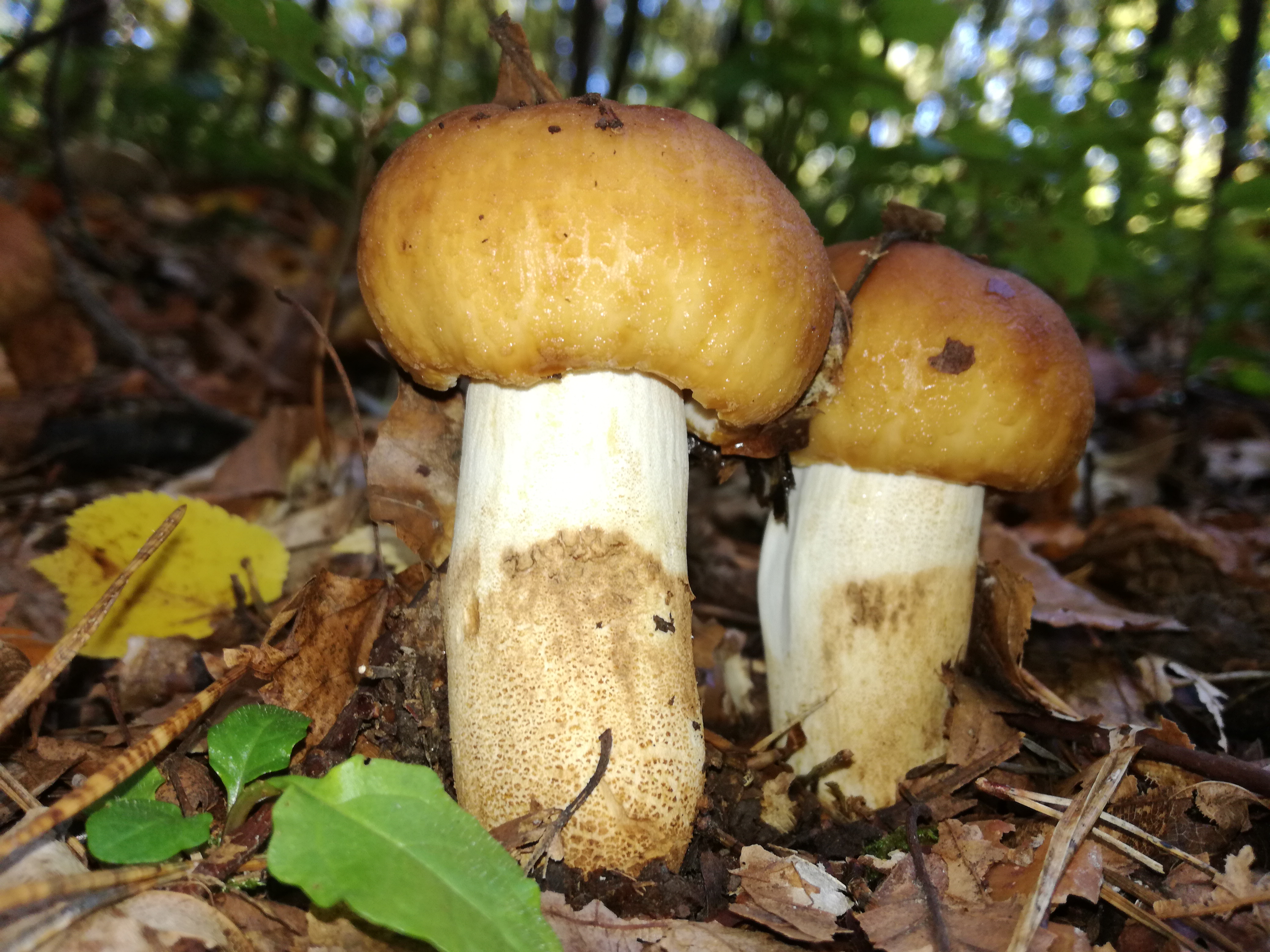 20102017201712 3119 art 1876 img 20171005 105459