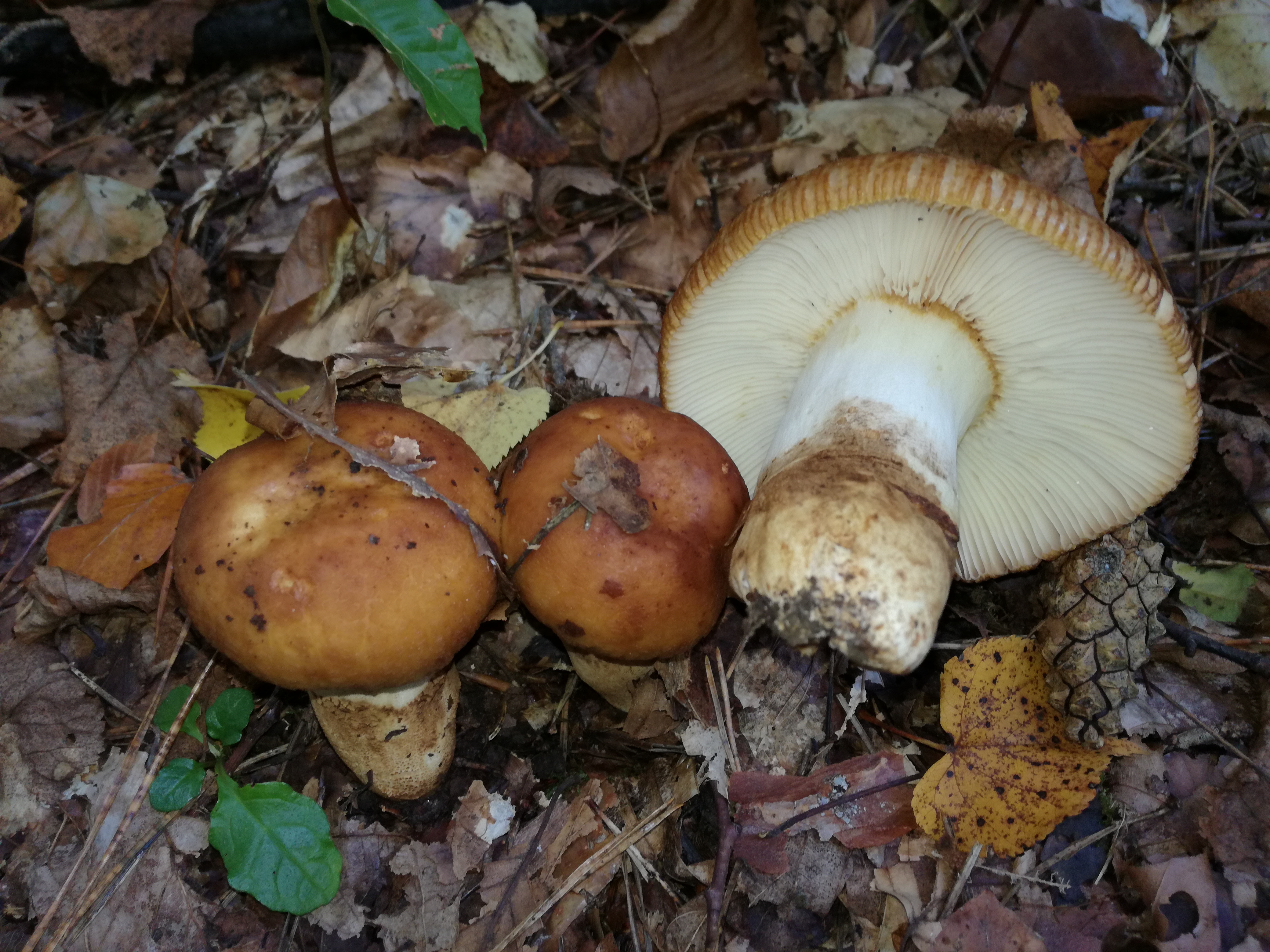 20102017201841 3120 art 1876 img 20171005 105618