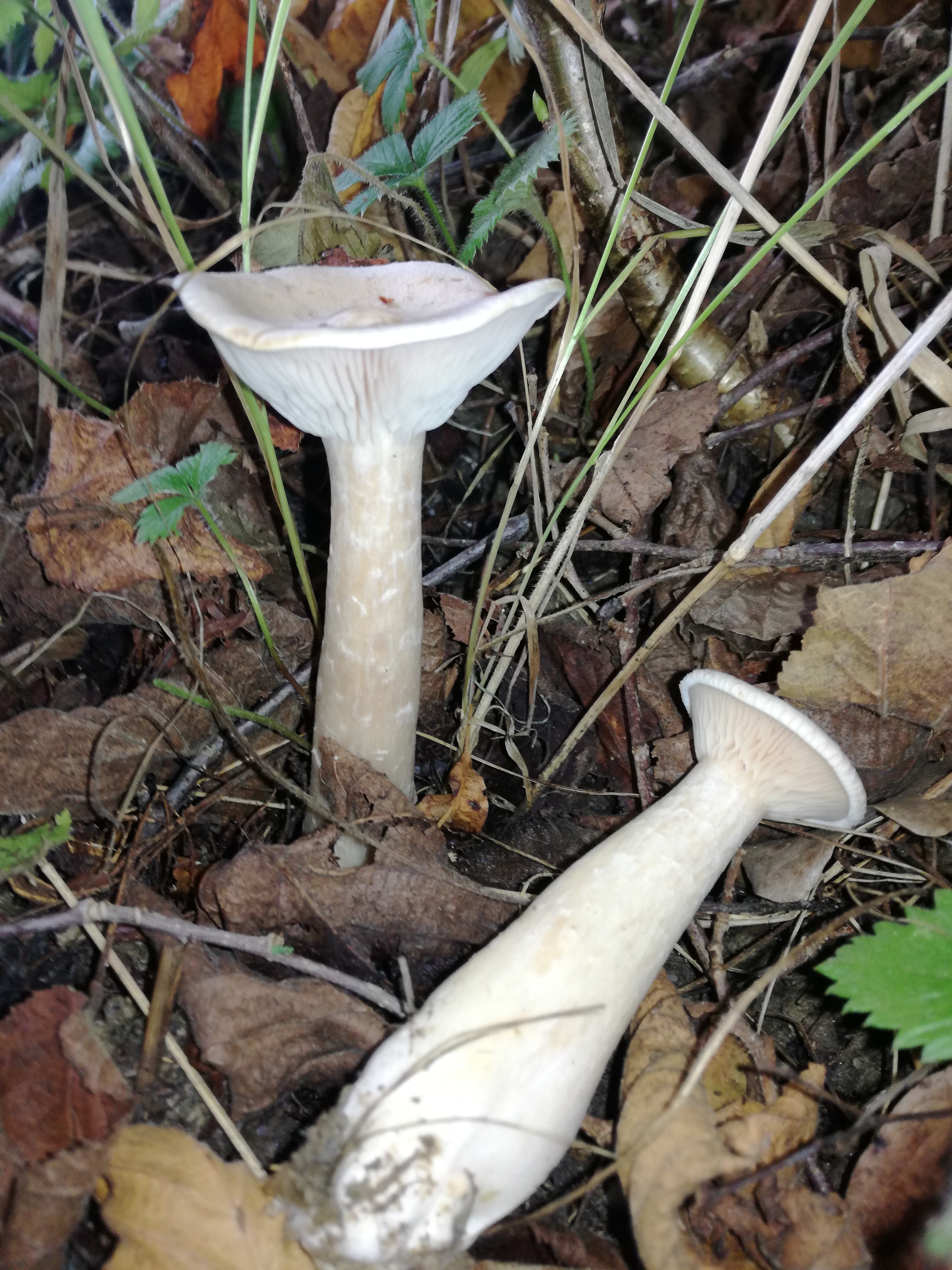 20102017203755 3121 art 761 img 20171008 100339