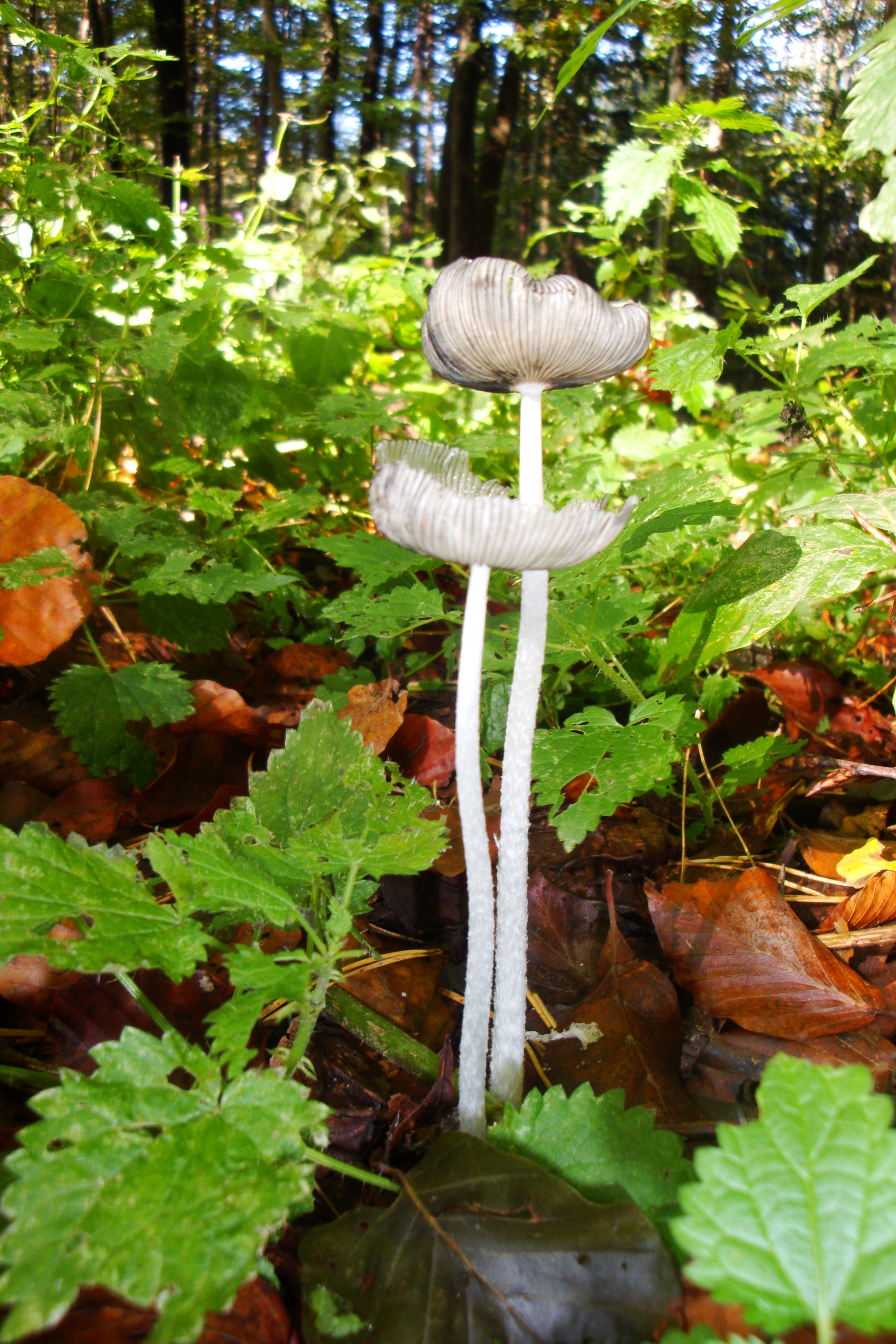 20112017220301 3319 art 1971 hasentintling