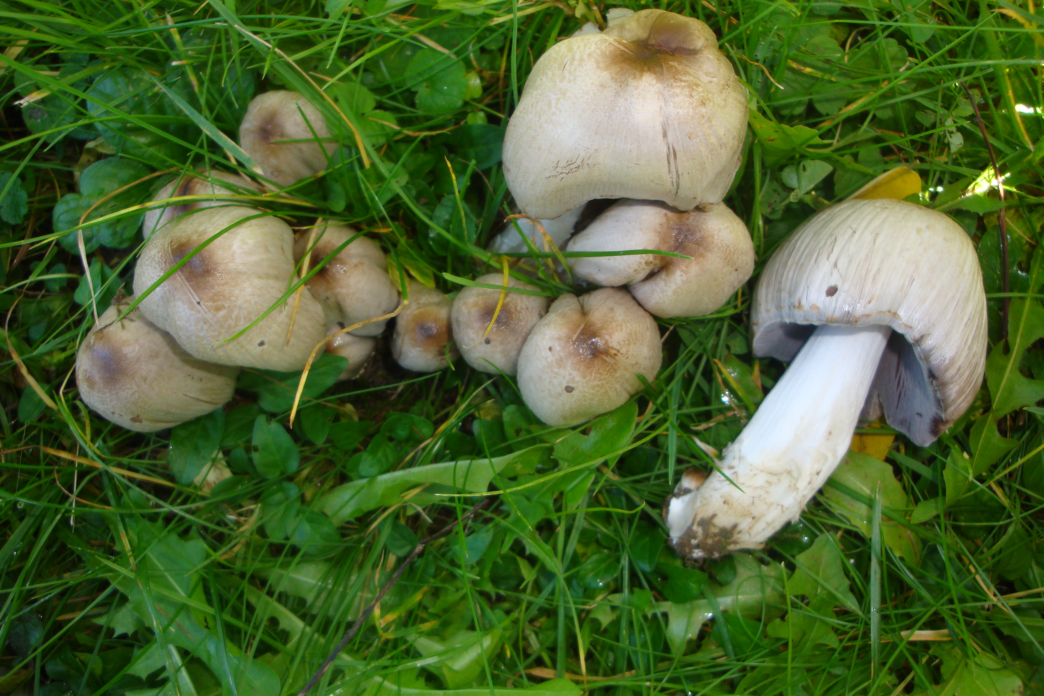20112017222222 3320 art 1972 coprinus atramentarius
