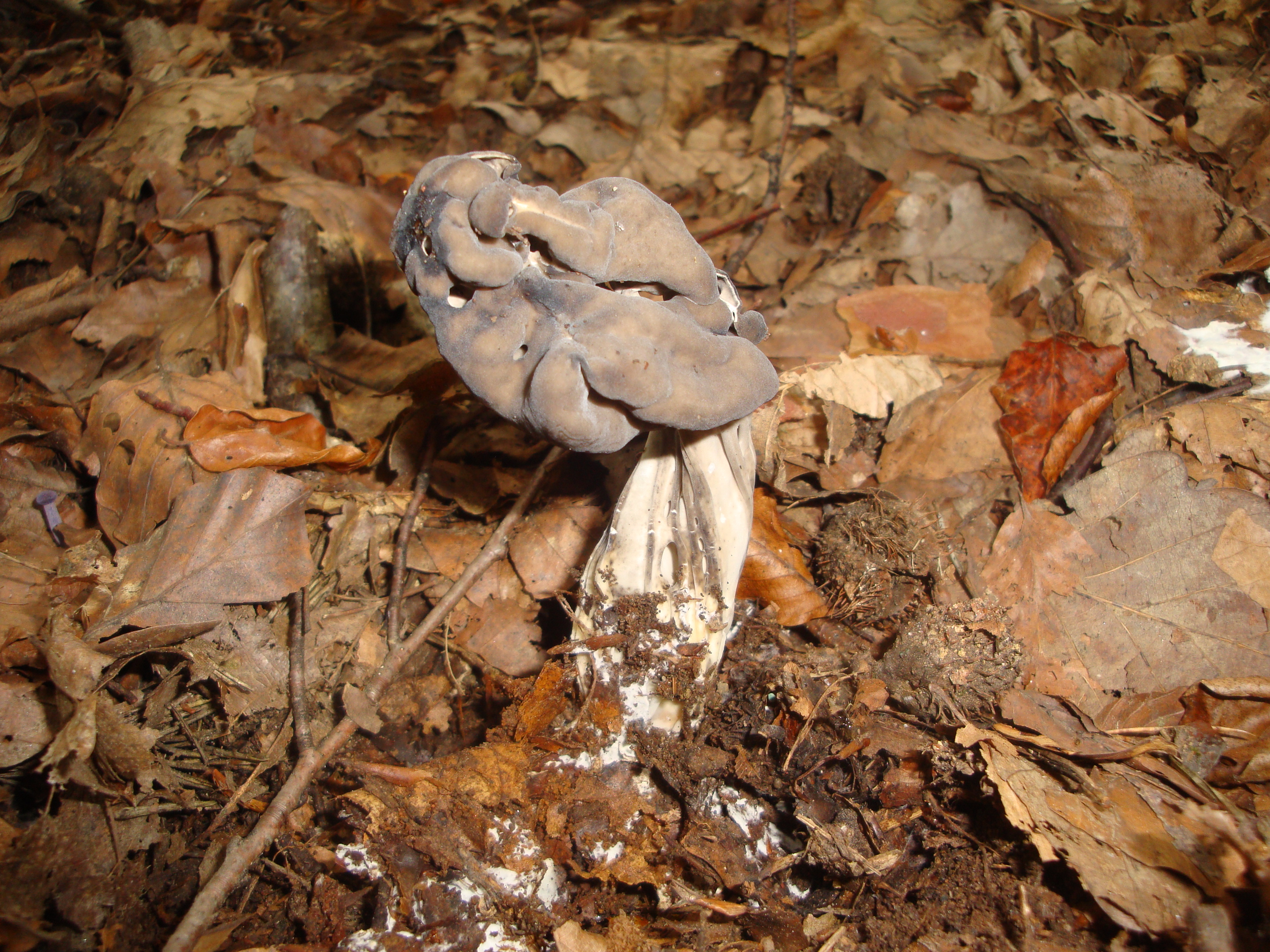 20112017225435 3322 art 1973 helvella lacunosa